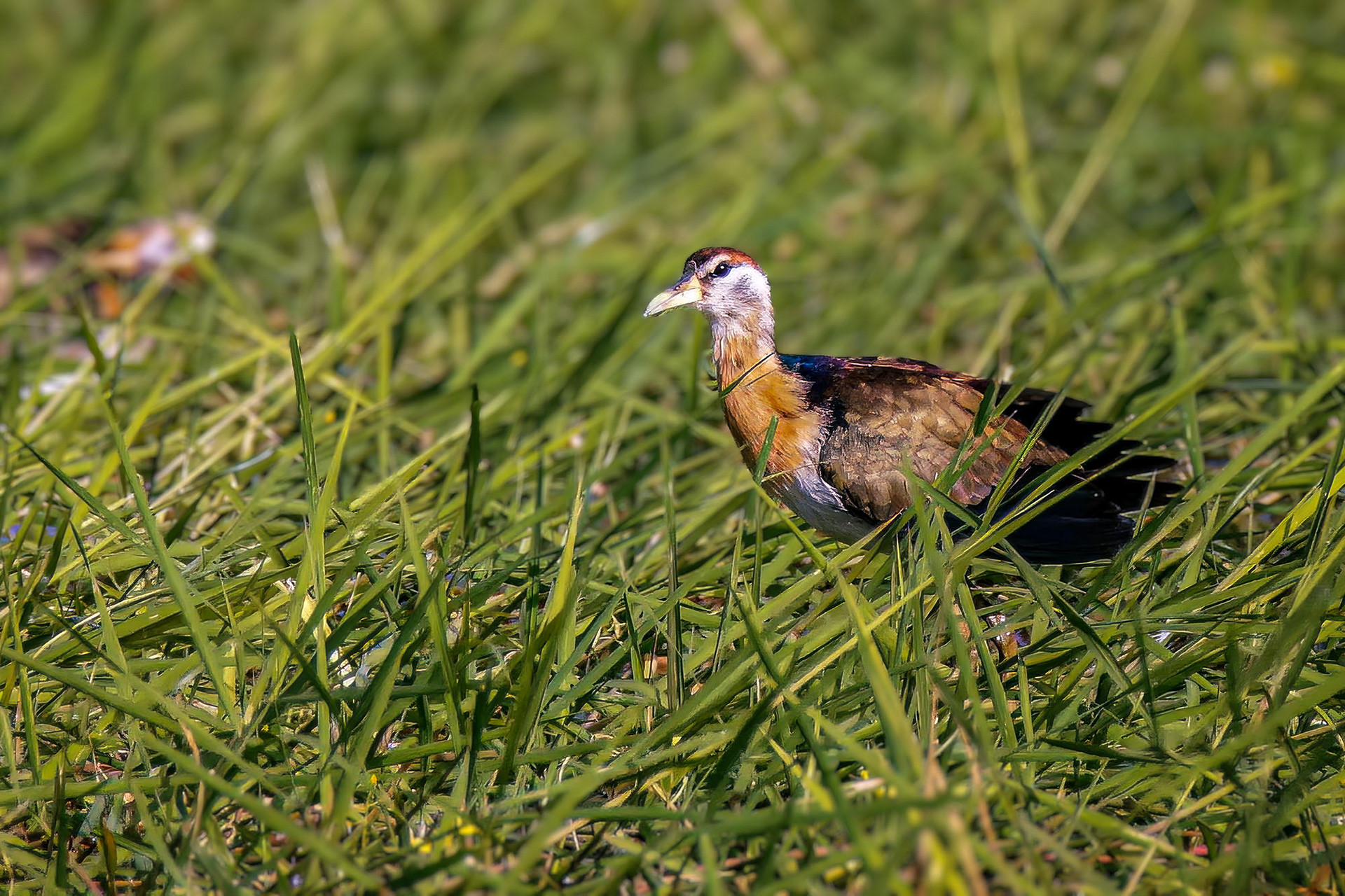 juvenile