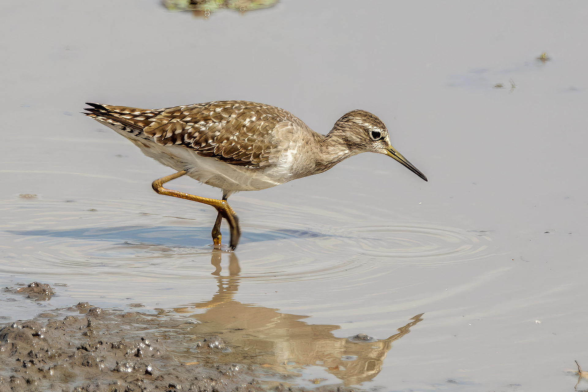 Bruchwasserläufer