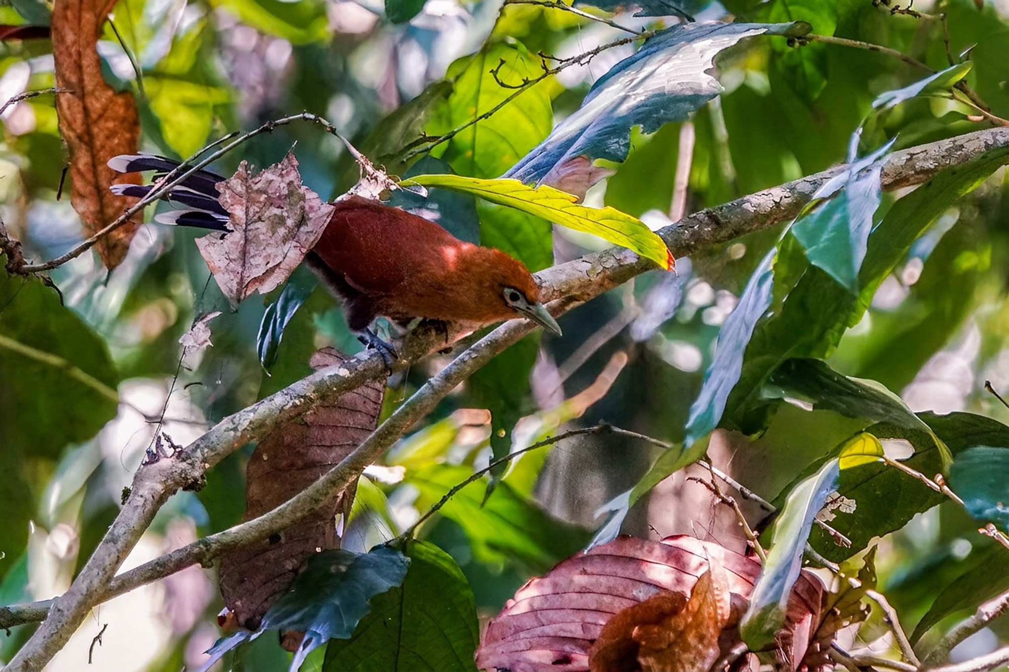 male