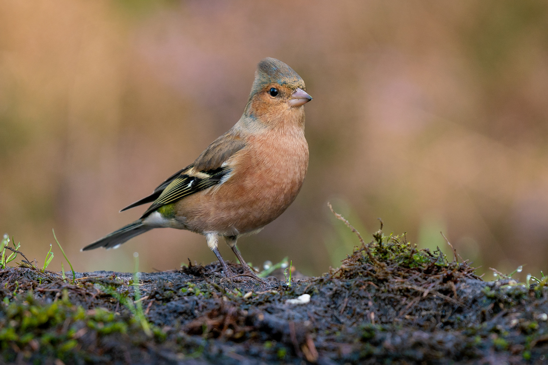 male