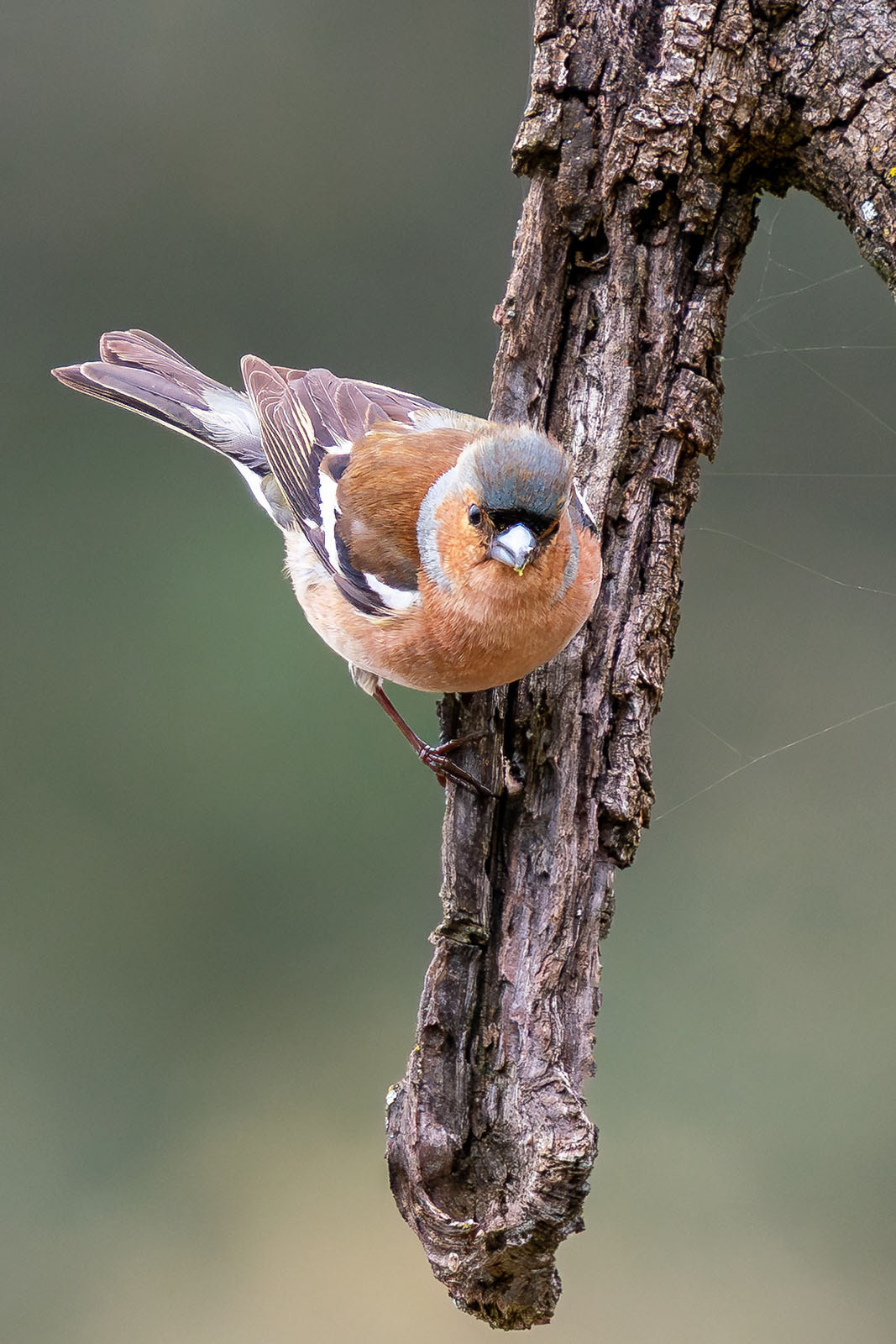 male