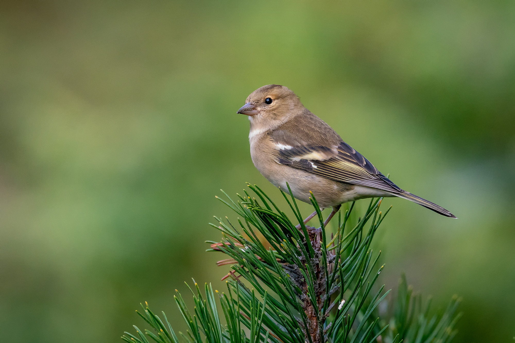 female
