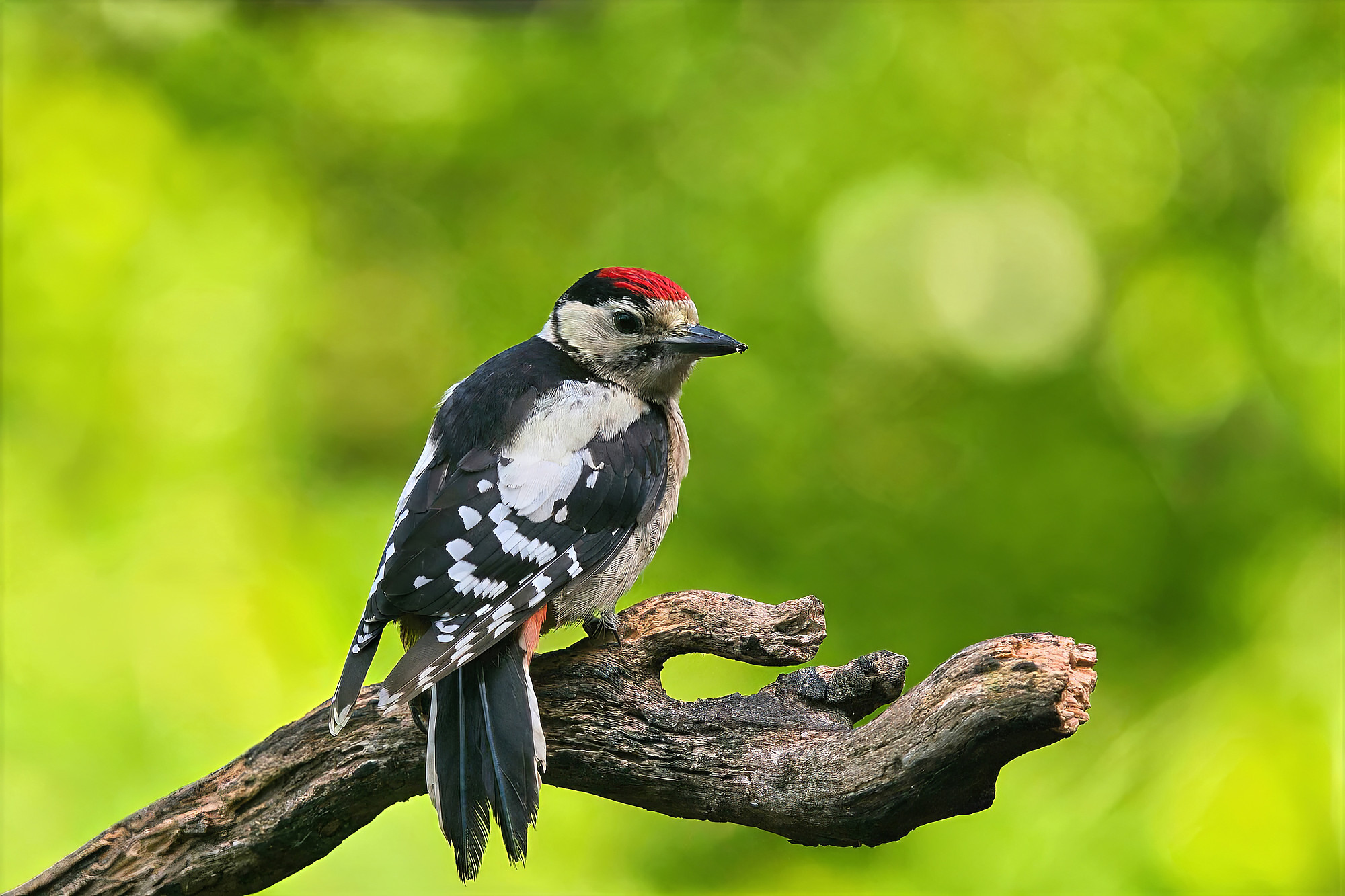 juvenile