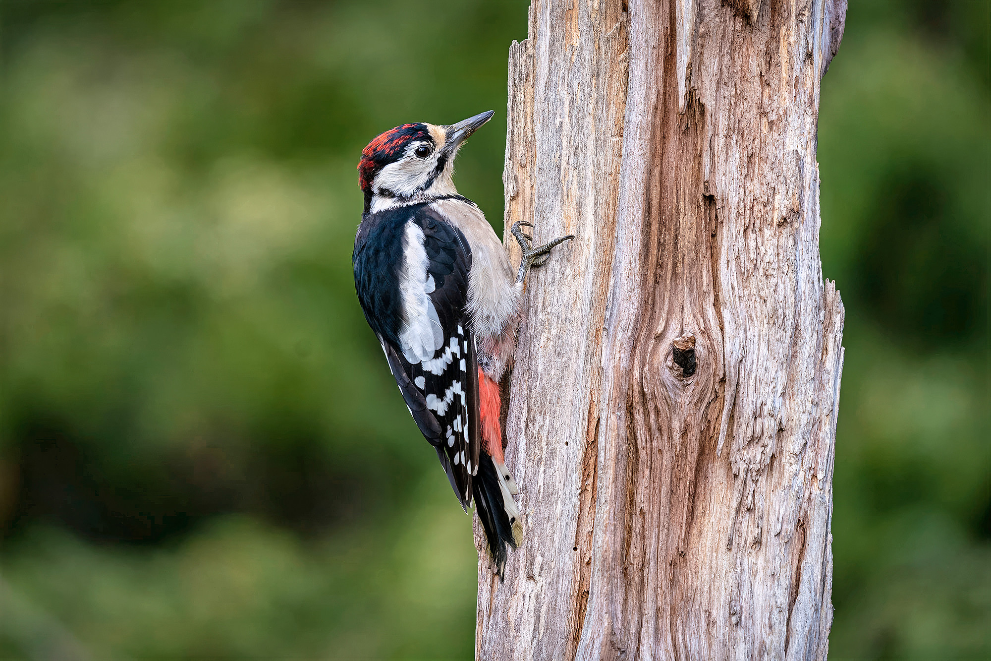 juvenile