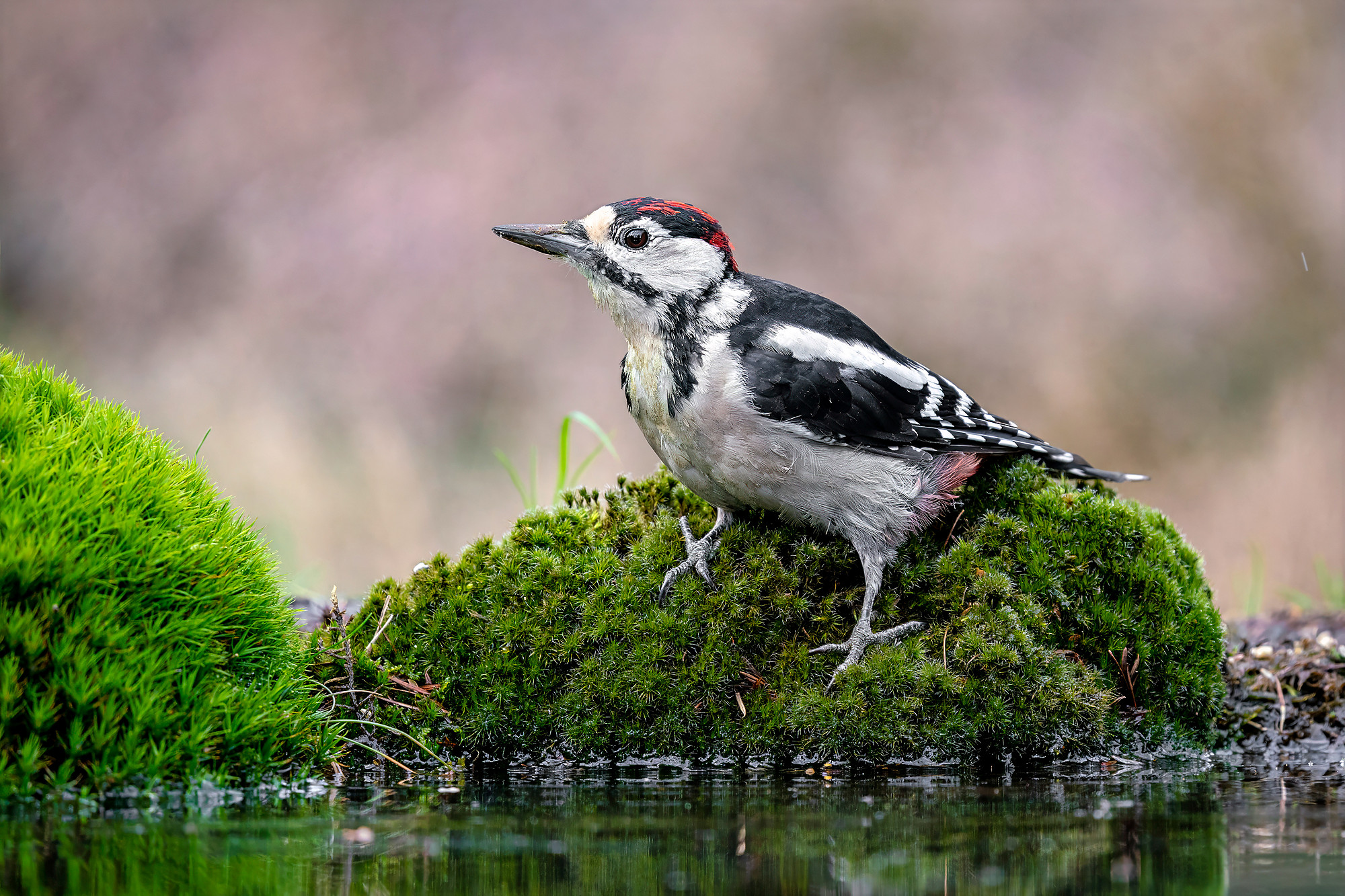 juvenile
