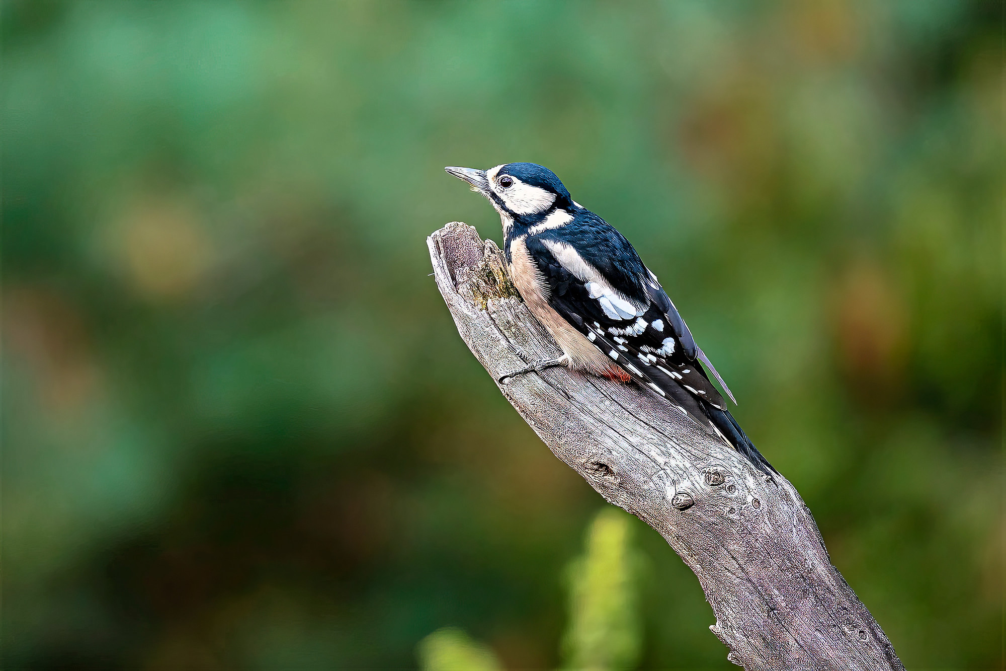 female