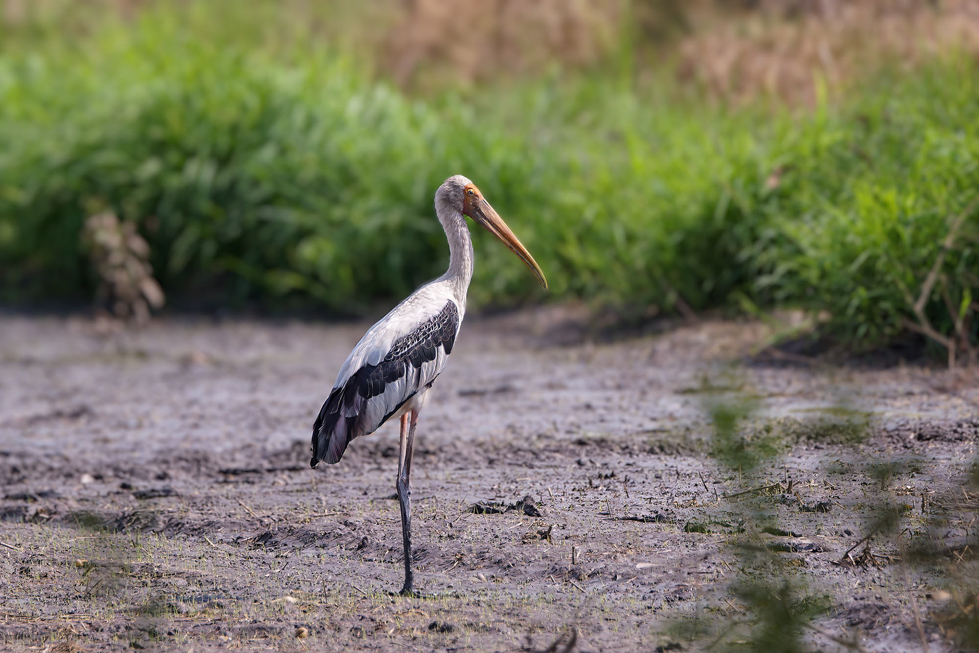 Buntstorch