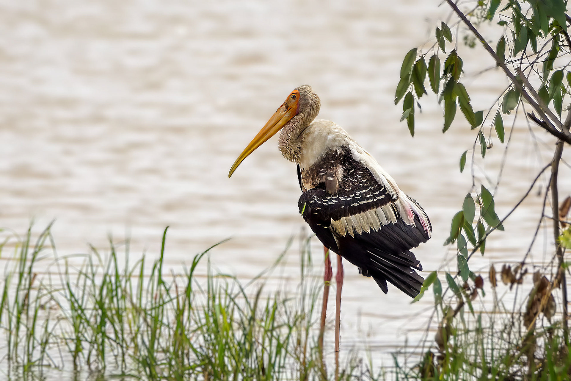 Buntstorch