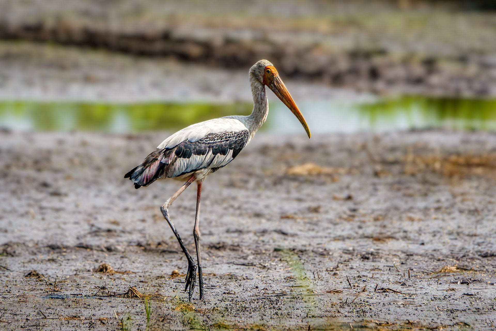 Buntstorch