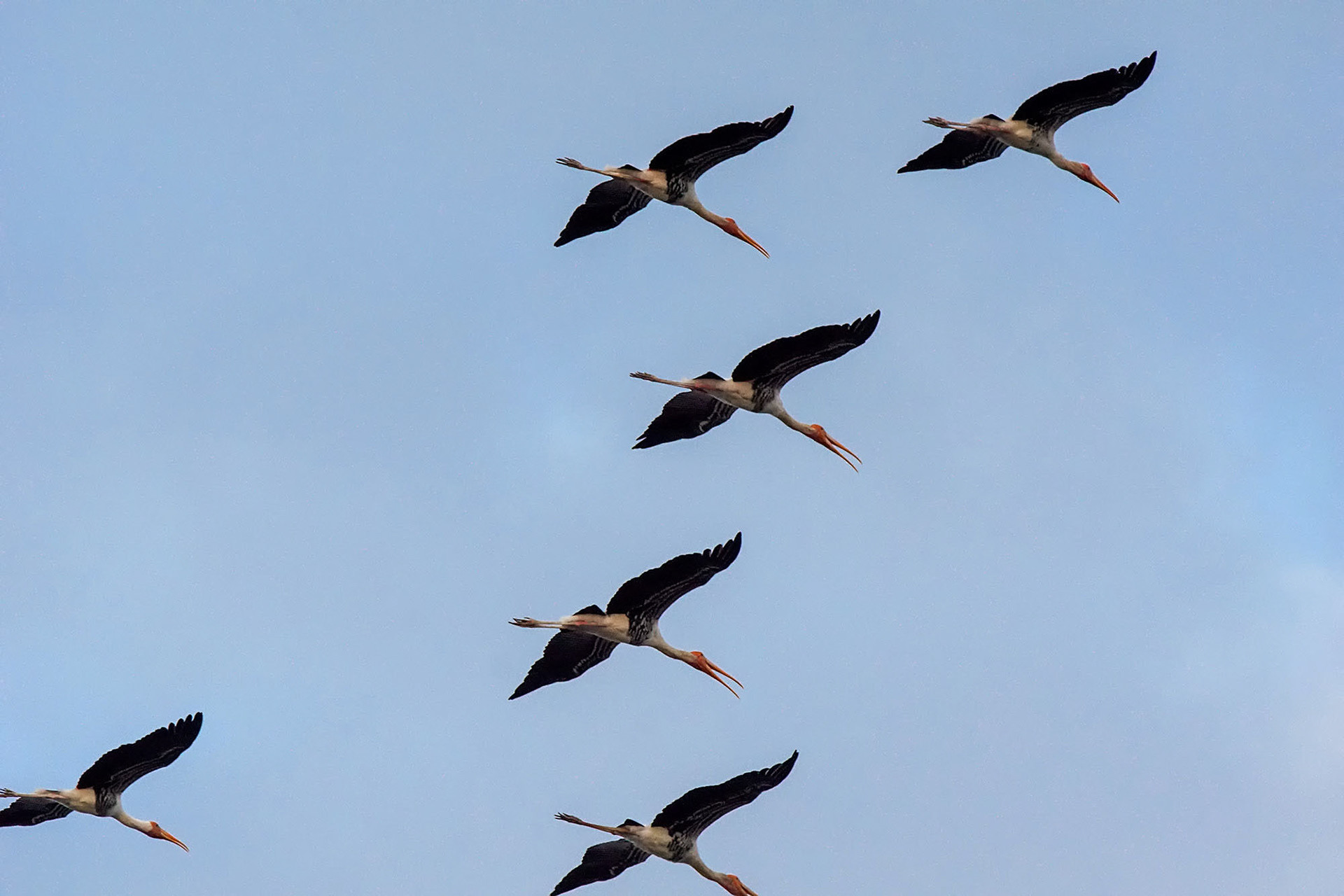 Buntstorch