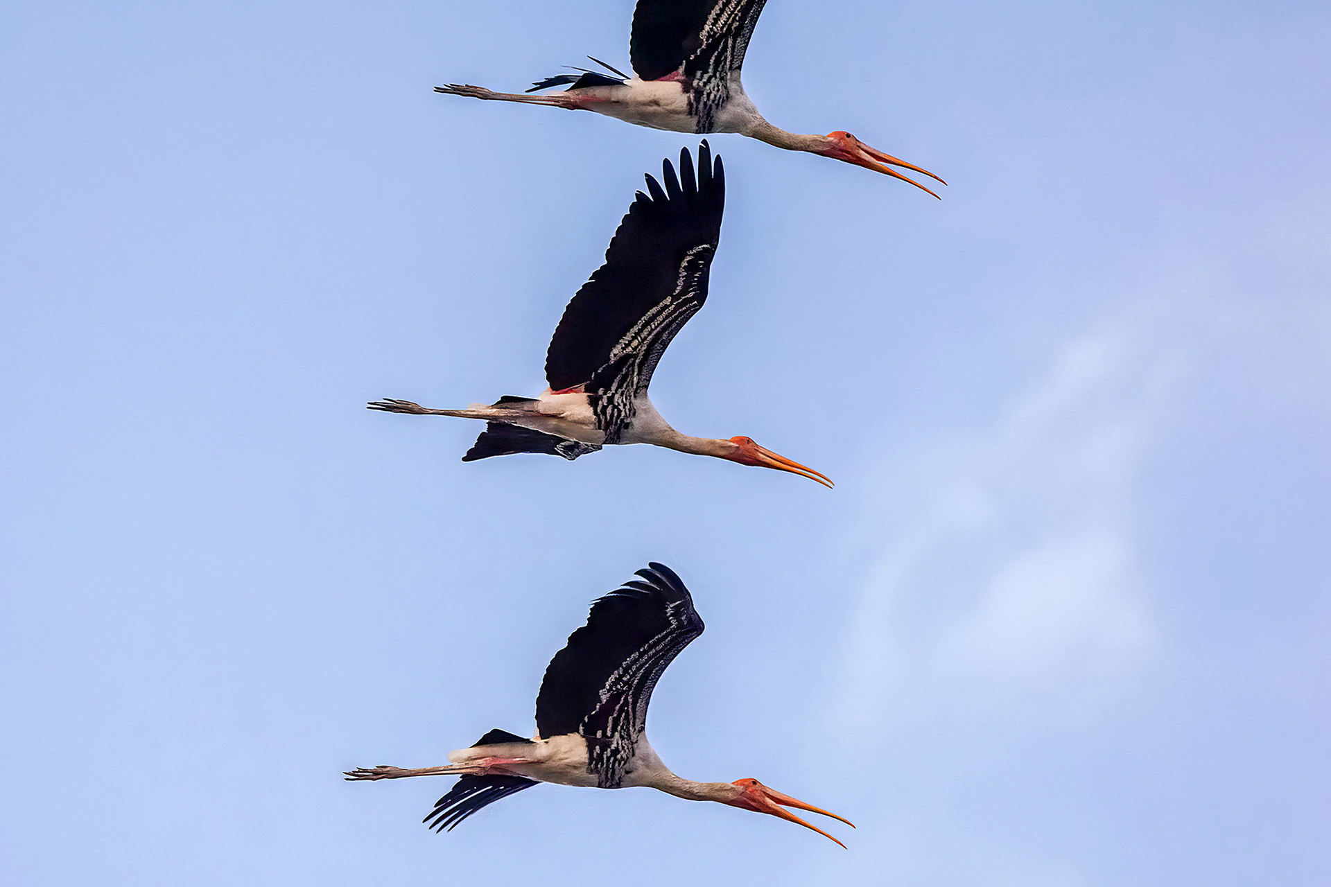 Buntstorch