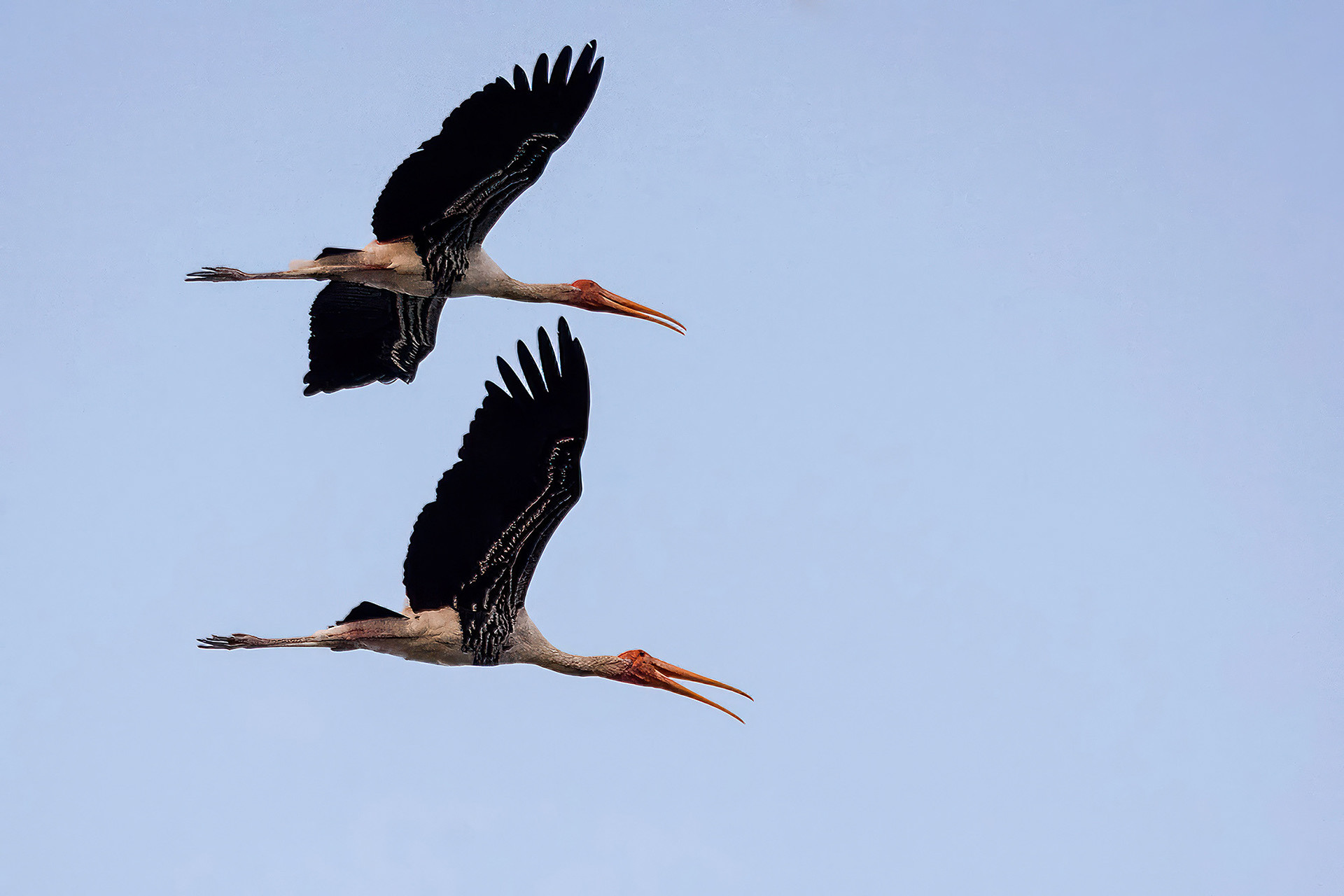 Buntstorch