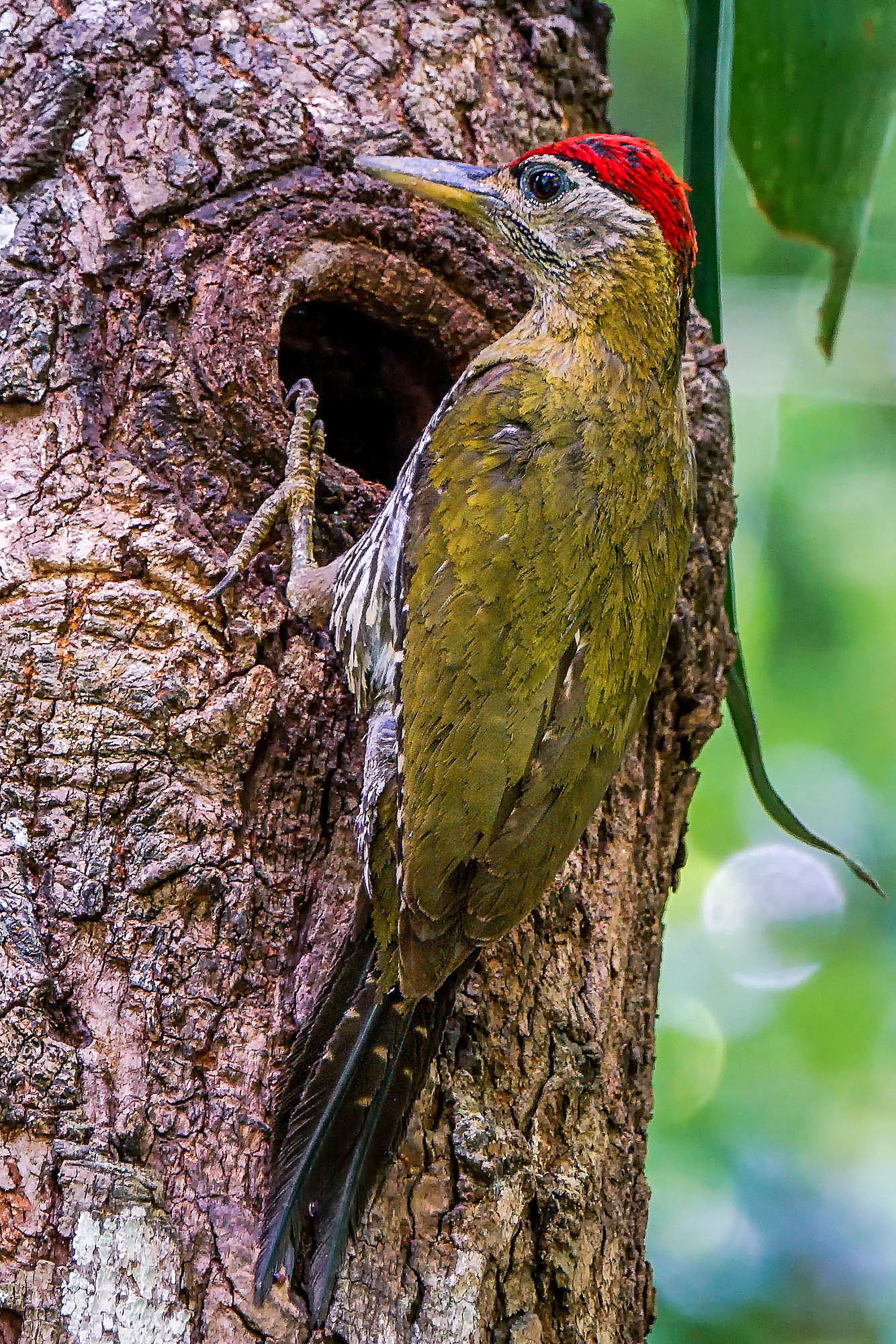 male