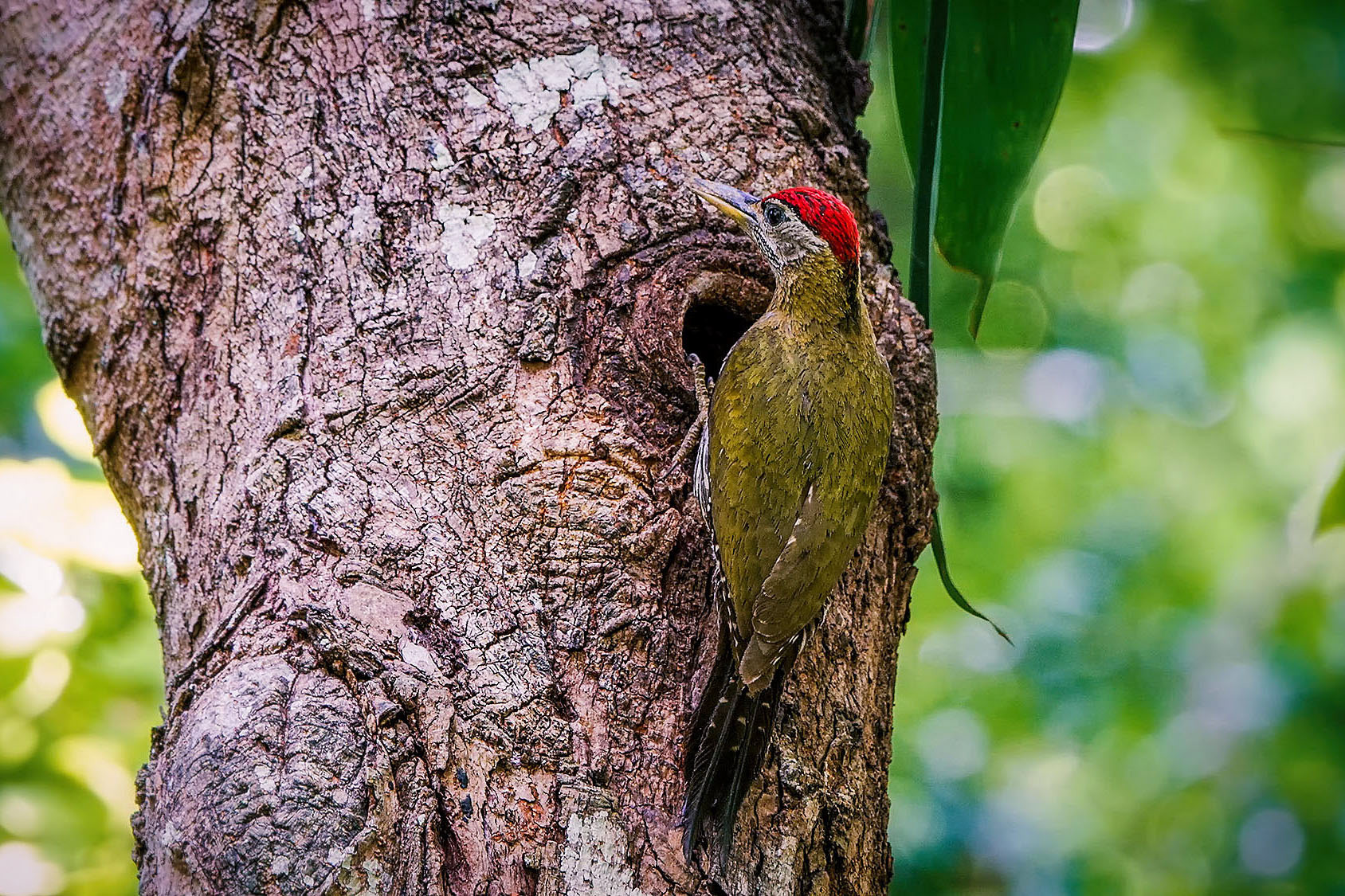 male
