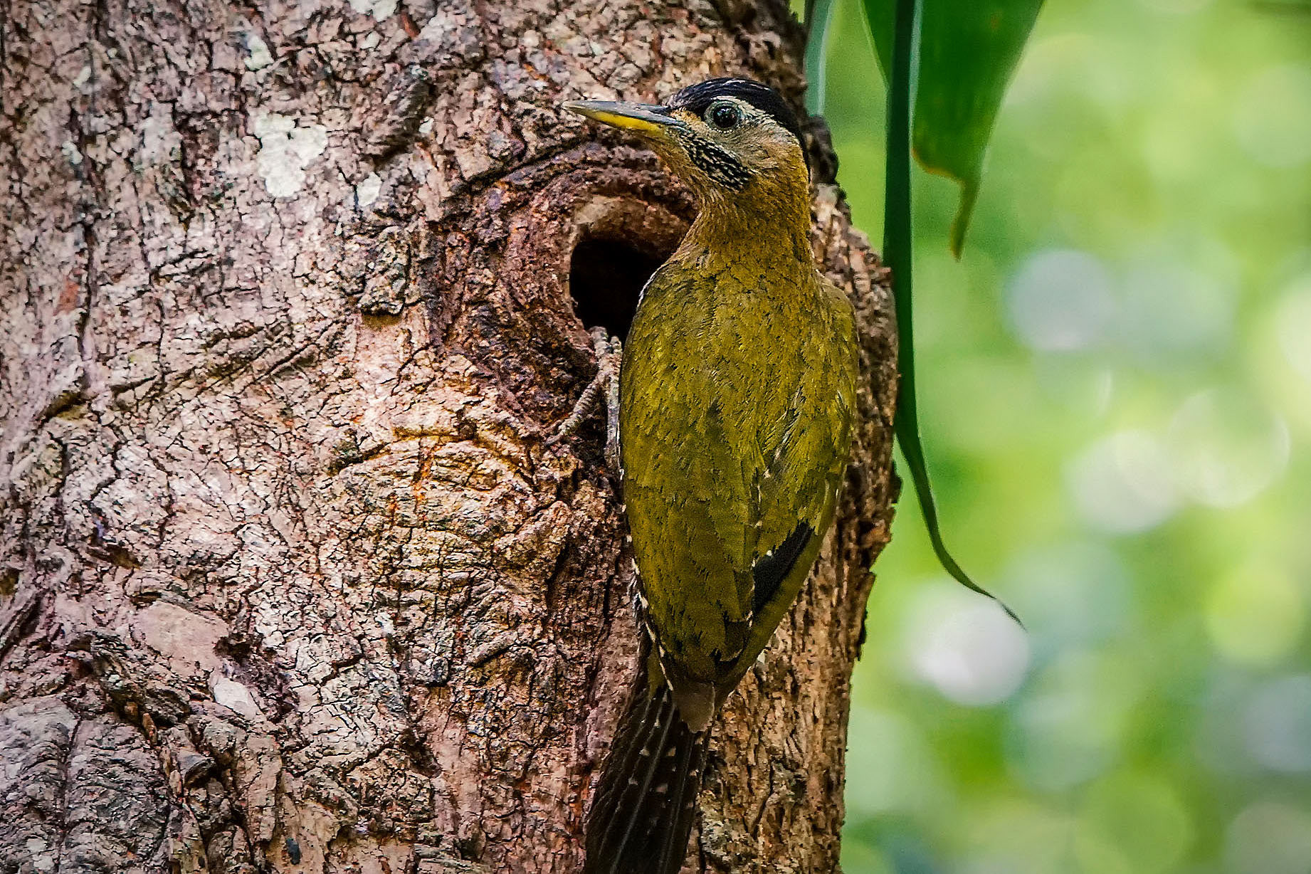 female