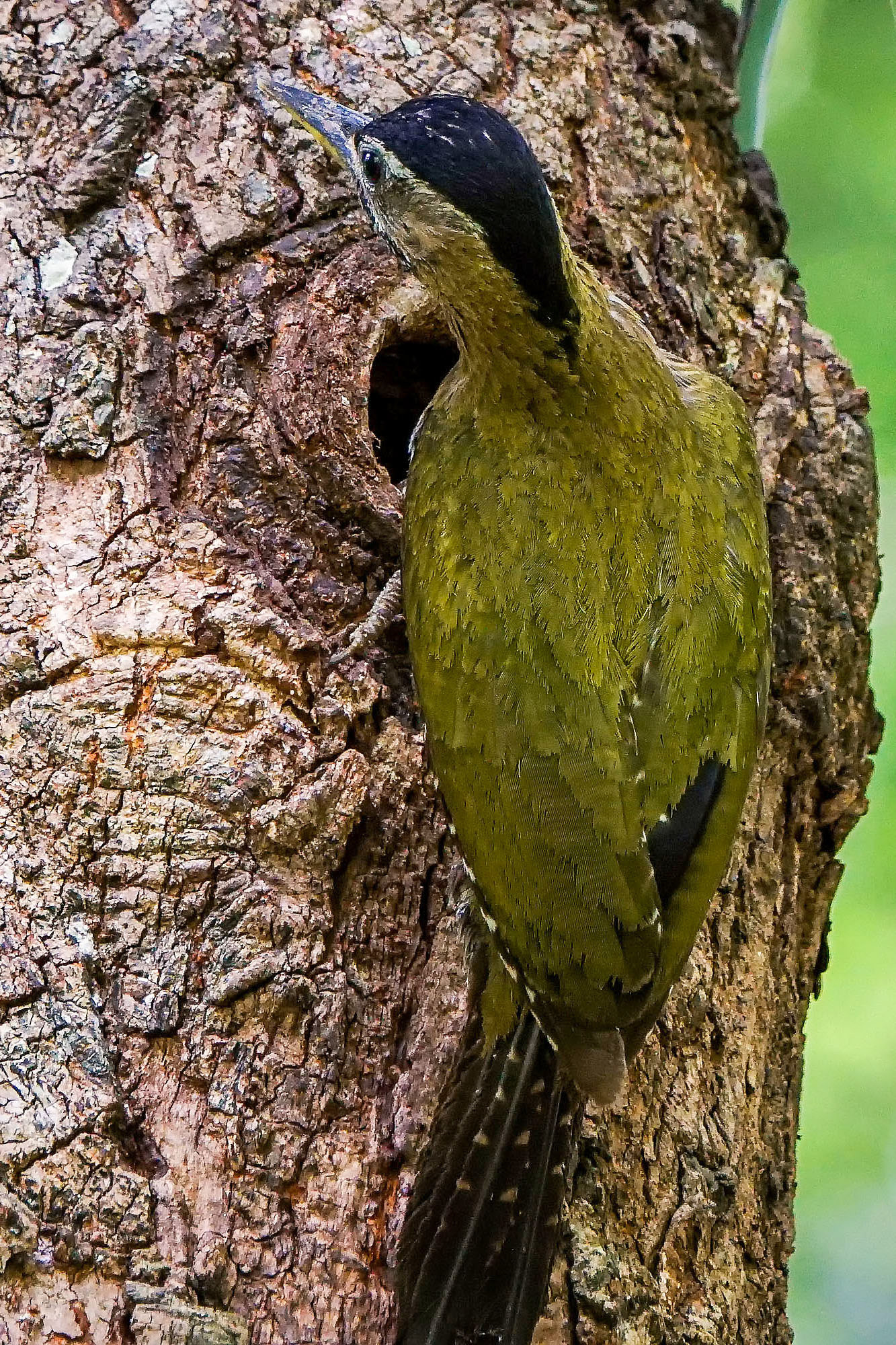 female