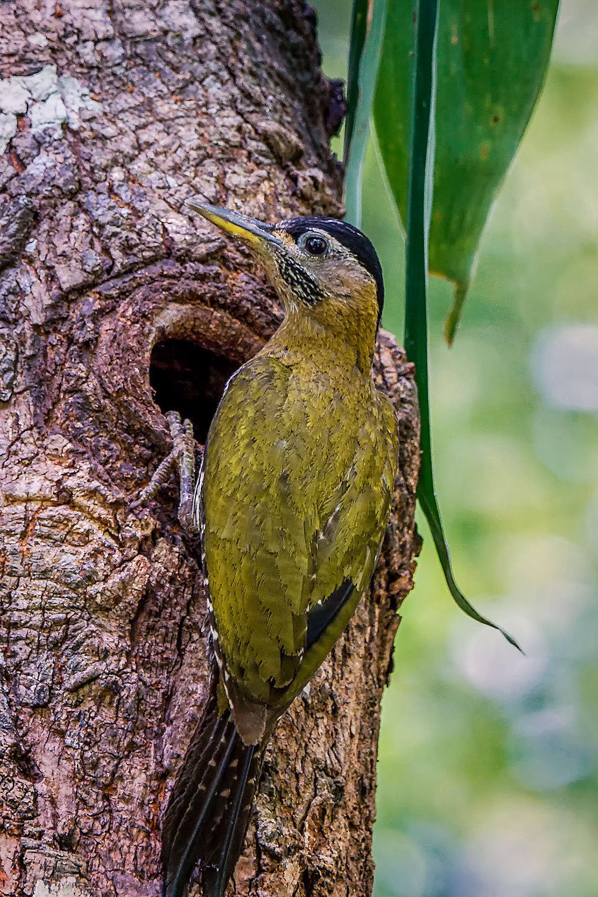 female