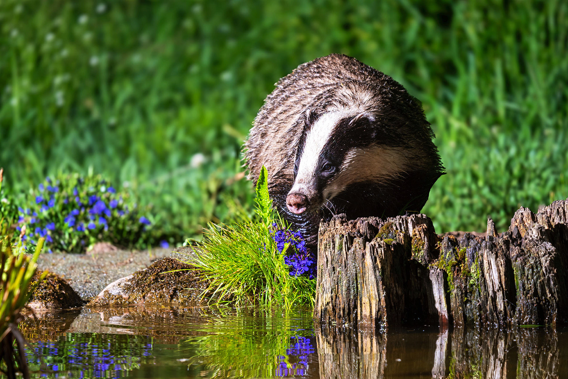 Noch mehr Wildlife...