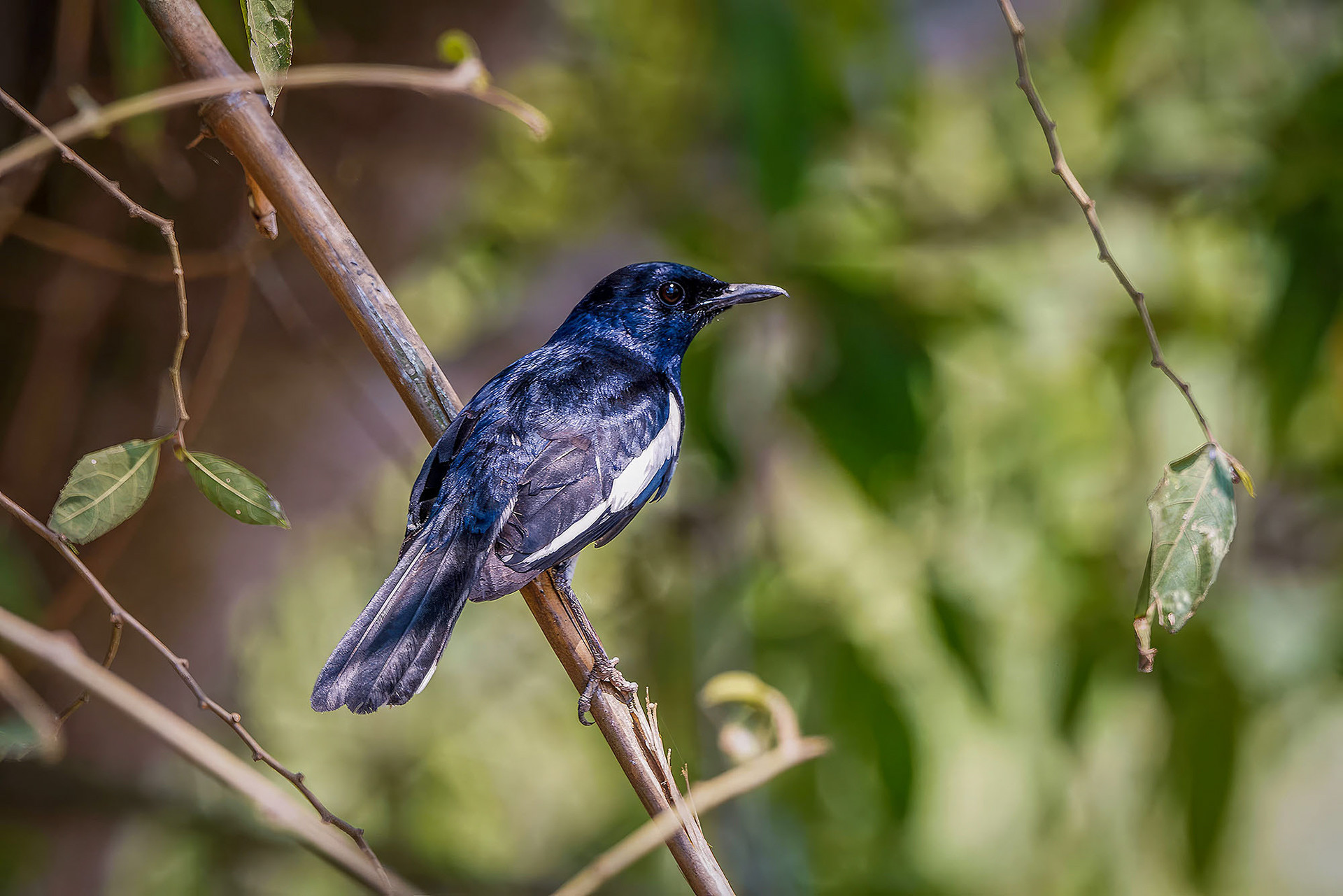male