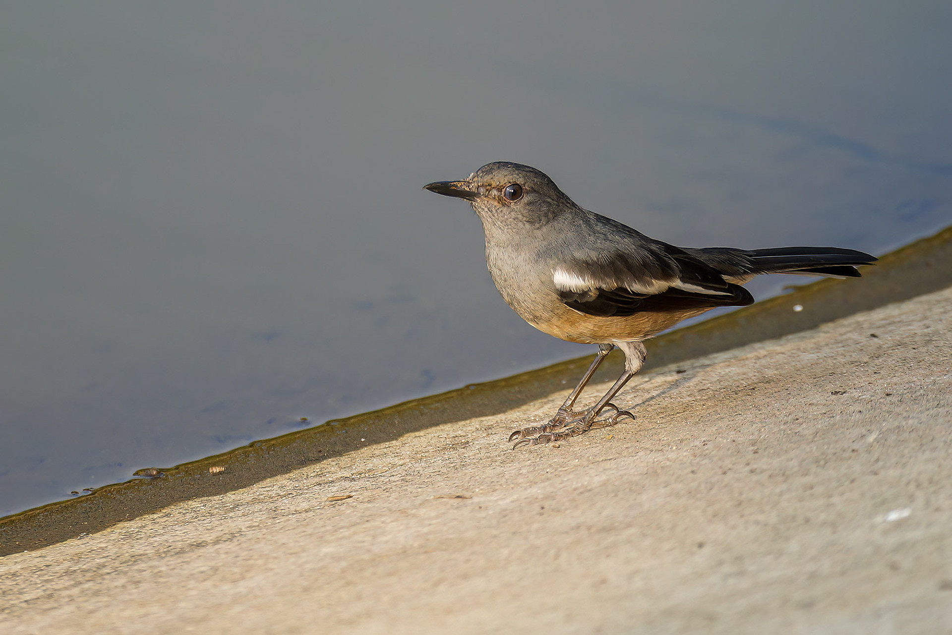 female