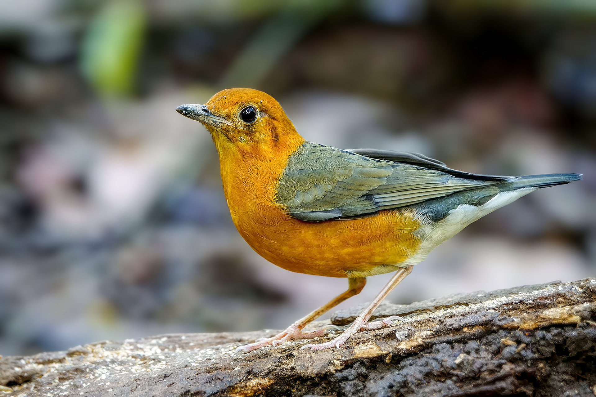 female