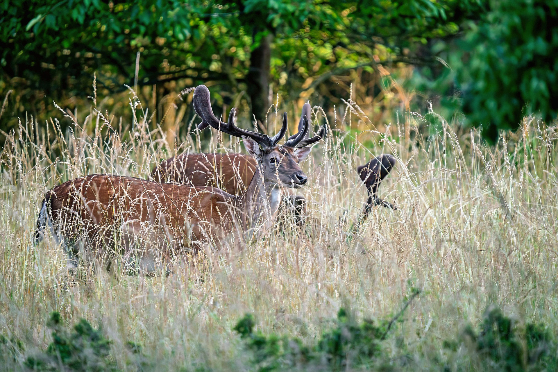 Damhirsch