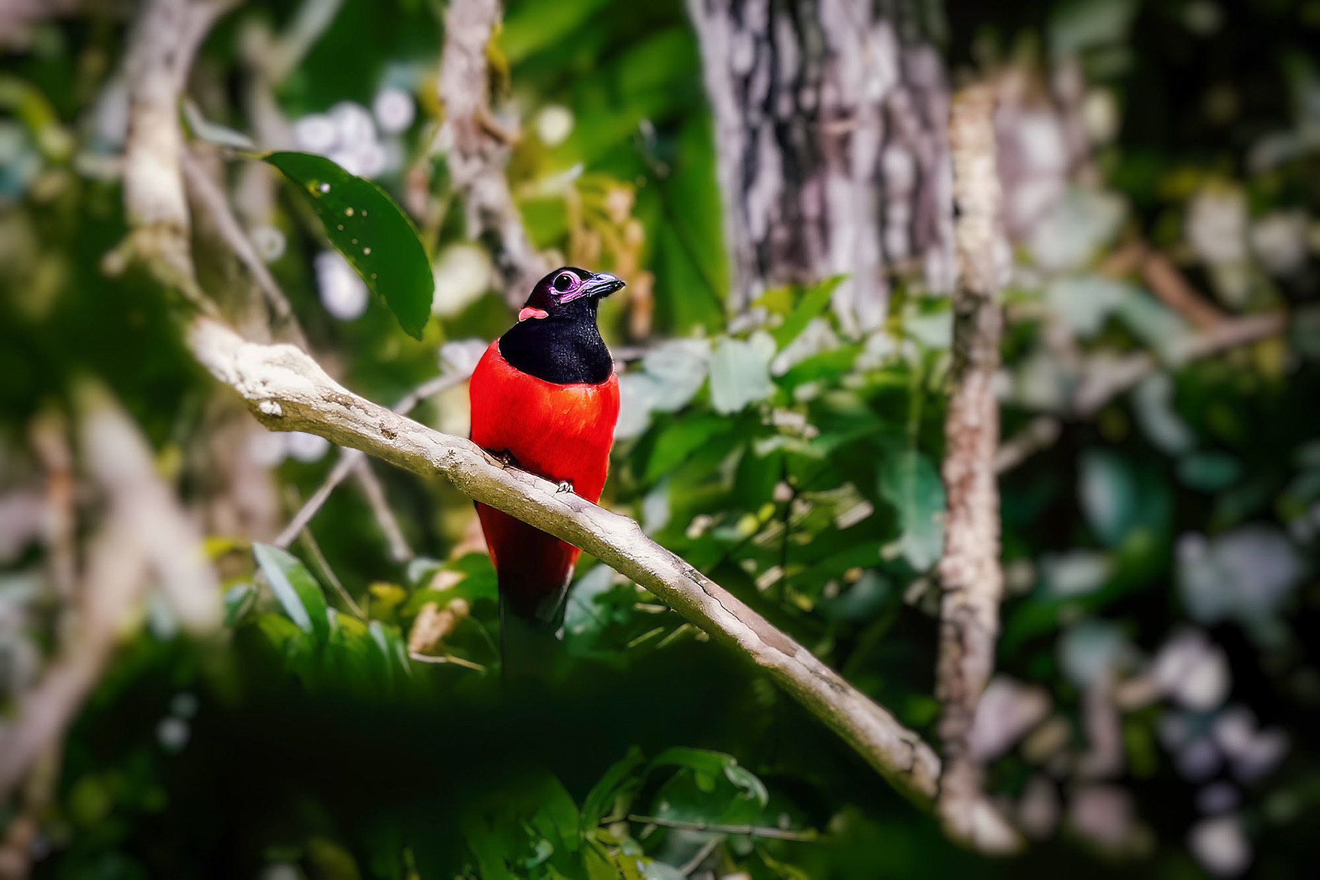 Diardtrogon