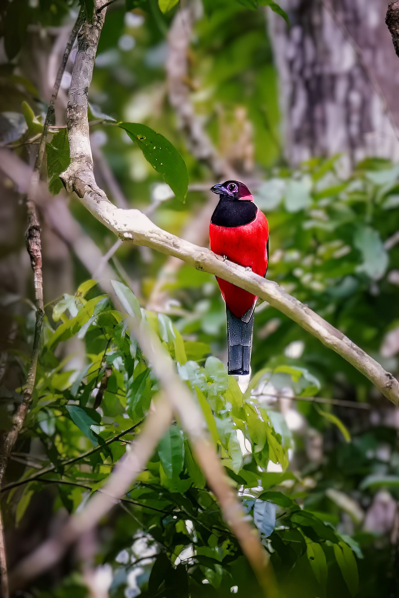 Diardtrogon