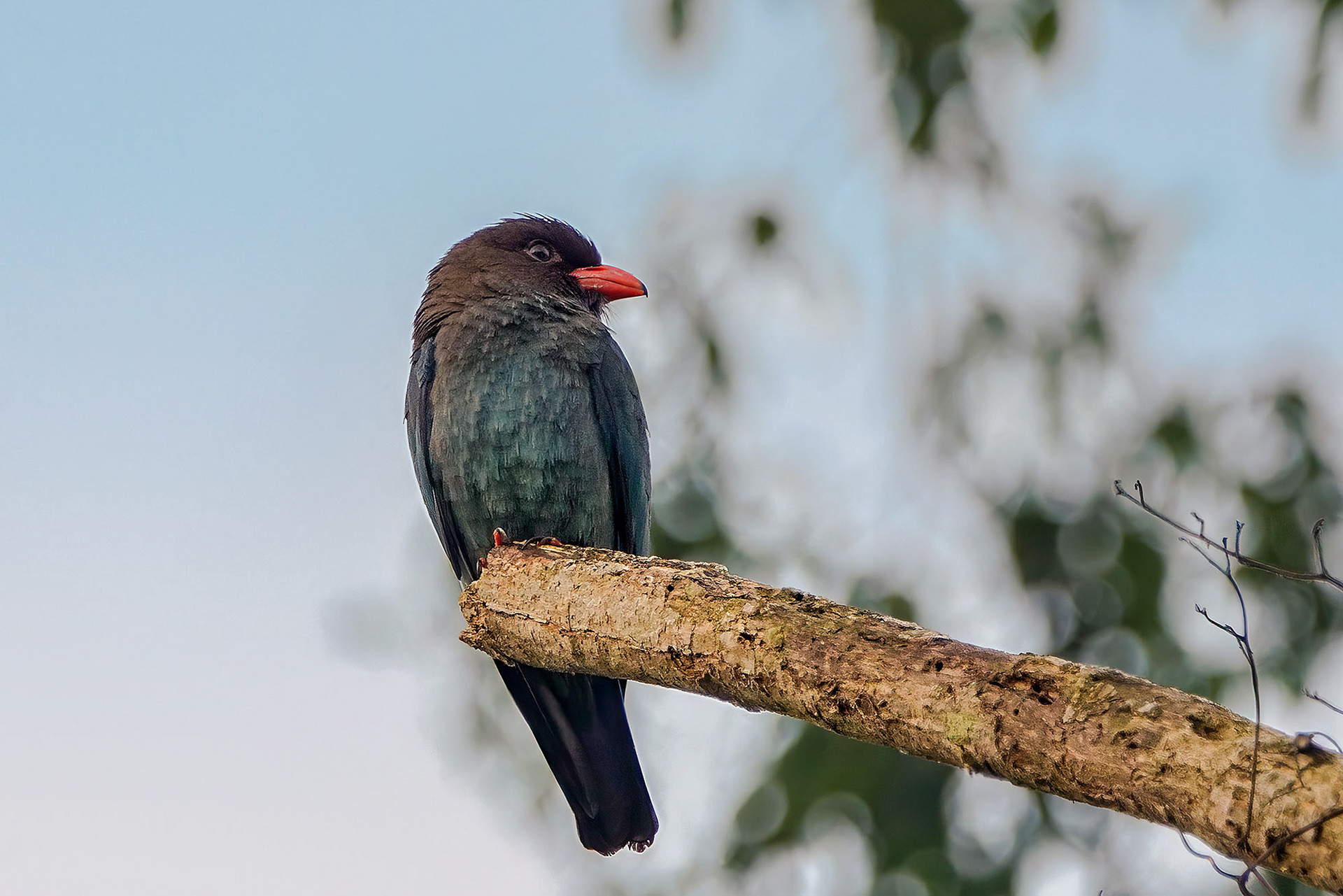 Dollarvogel