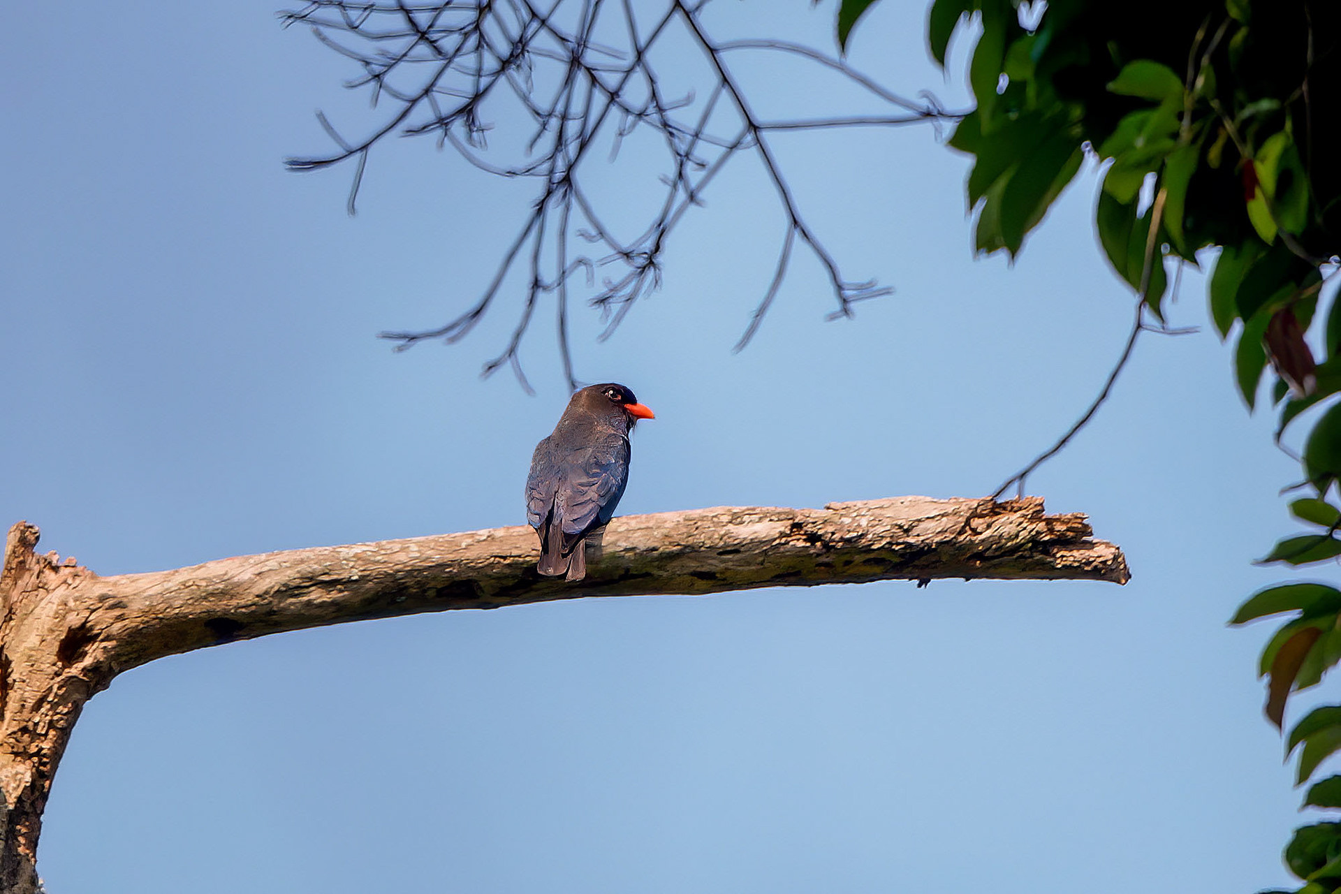 Dollarvogel