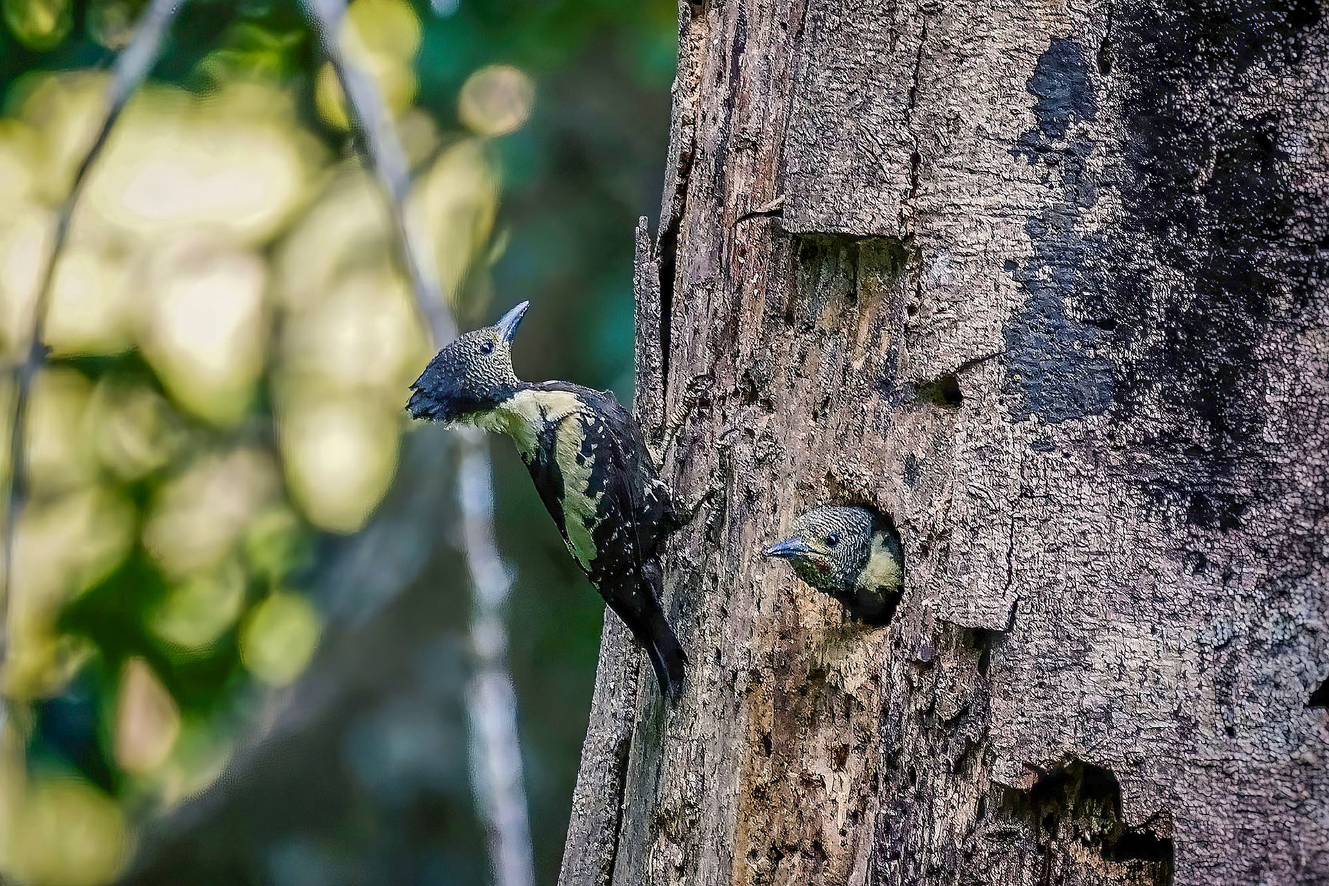 male & female