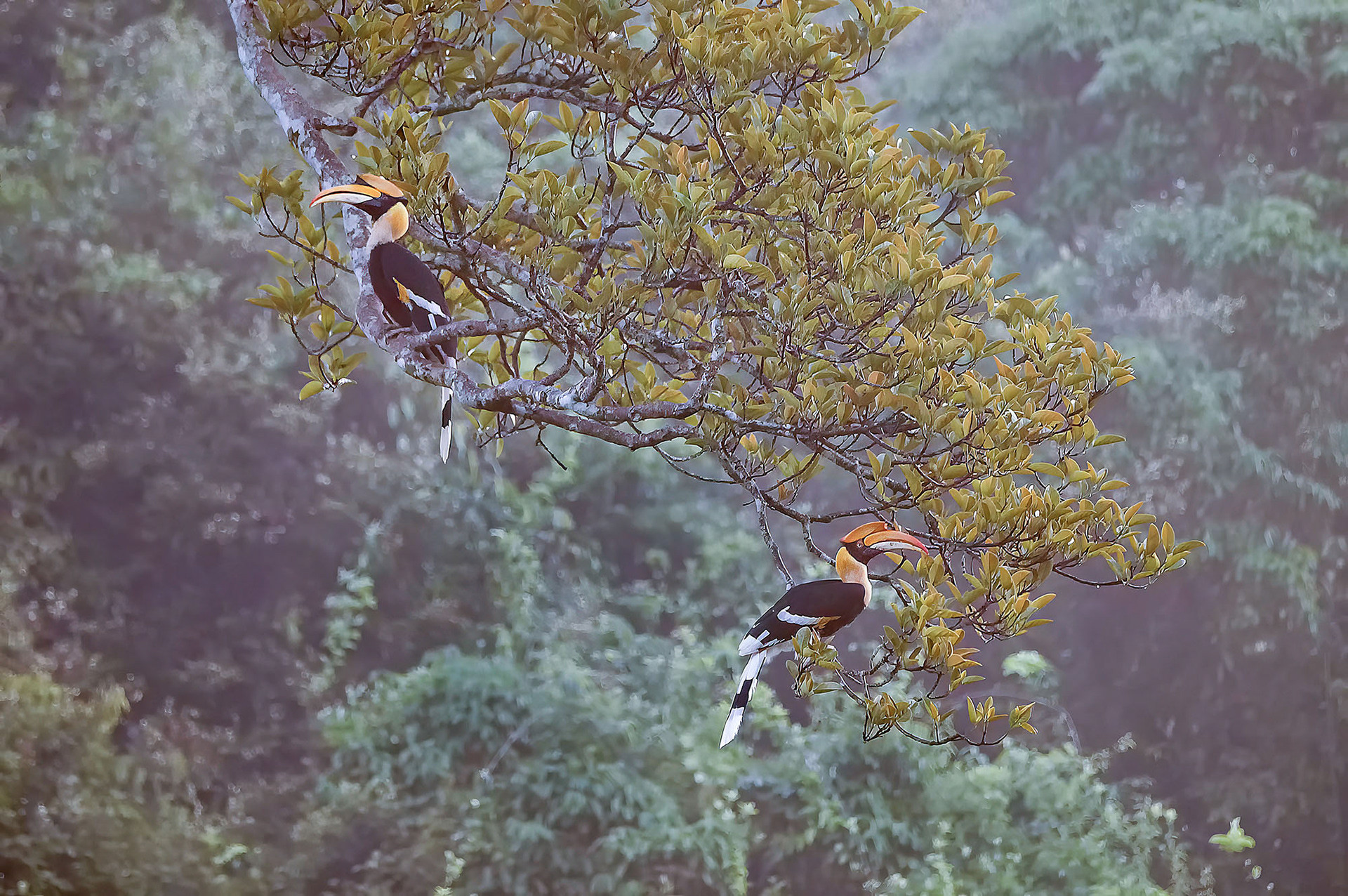 Doppelhornvogel