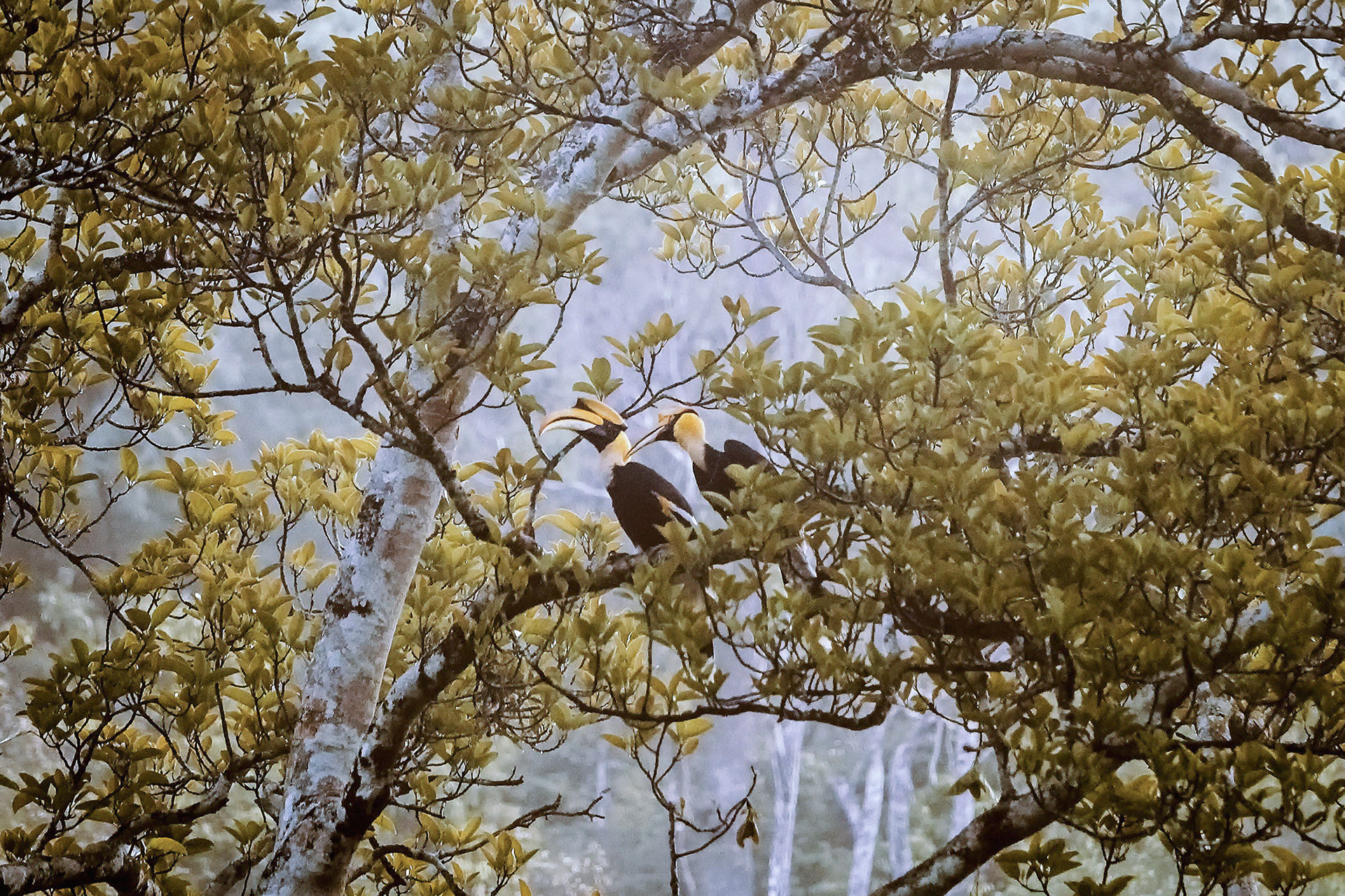 Doppelhornvogel