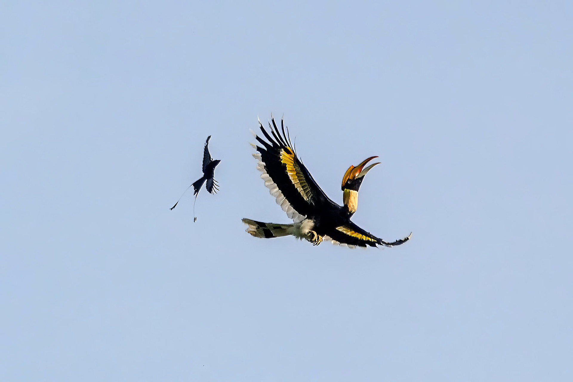 Doppelhornvogel