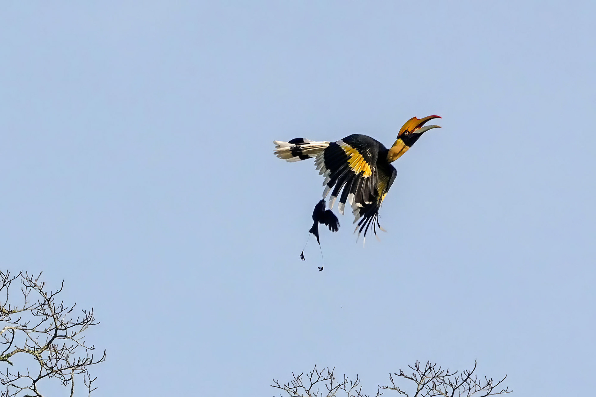 Doppelhornvogel