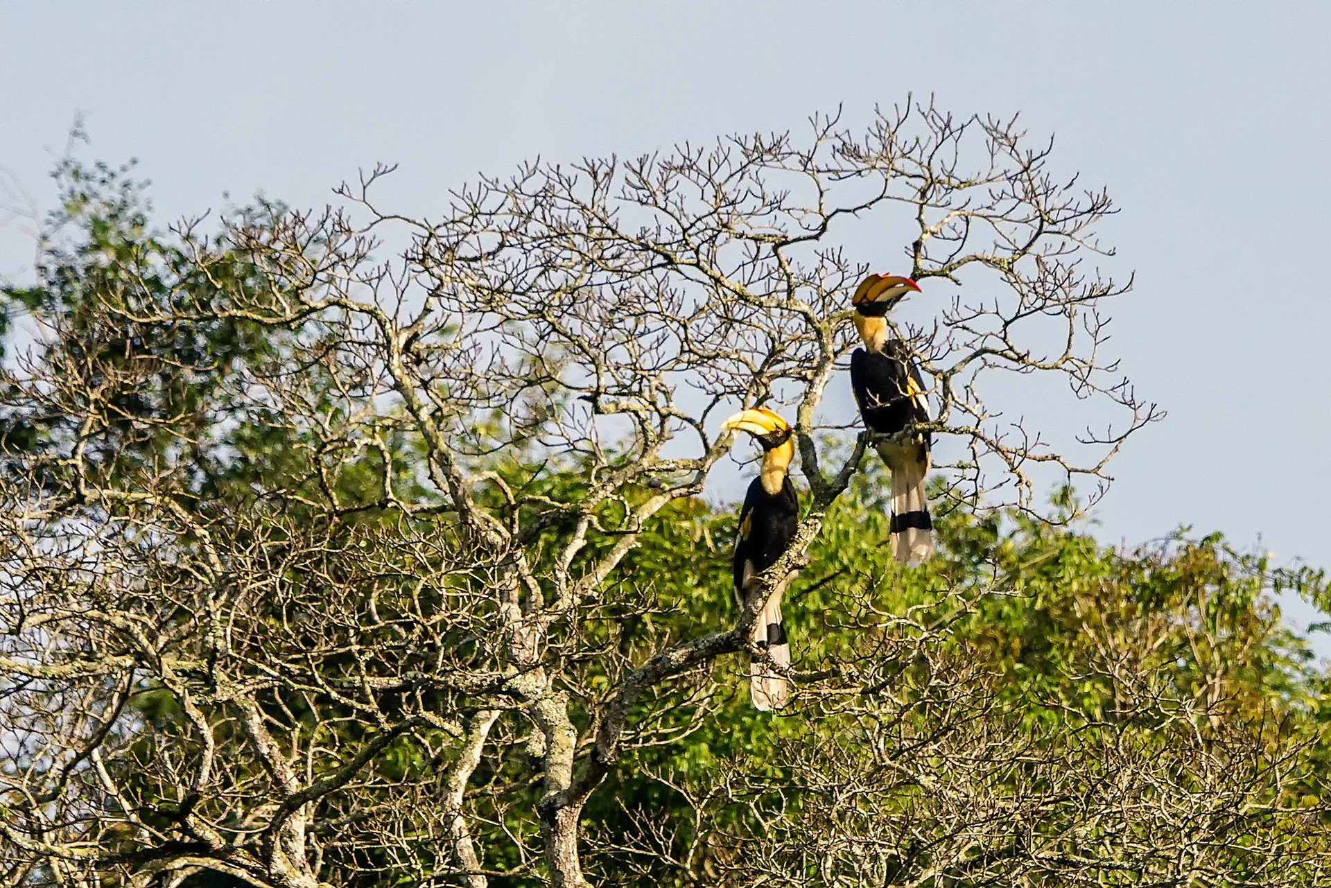 Doppelhornvogel