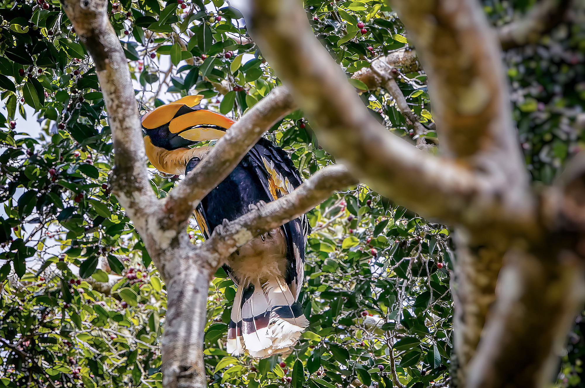 Doppelhornvogel