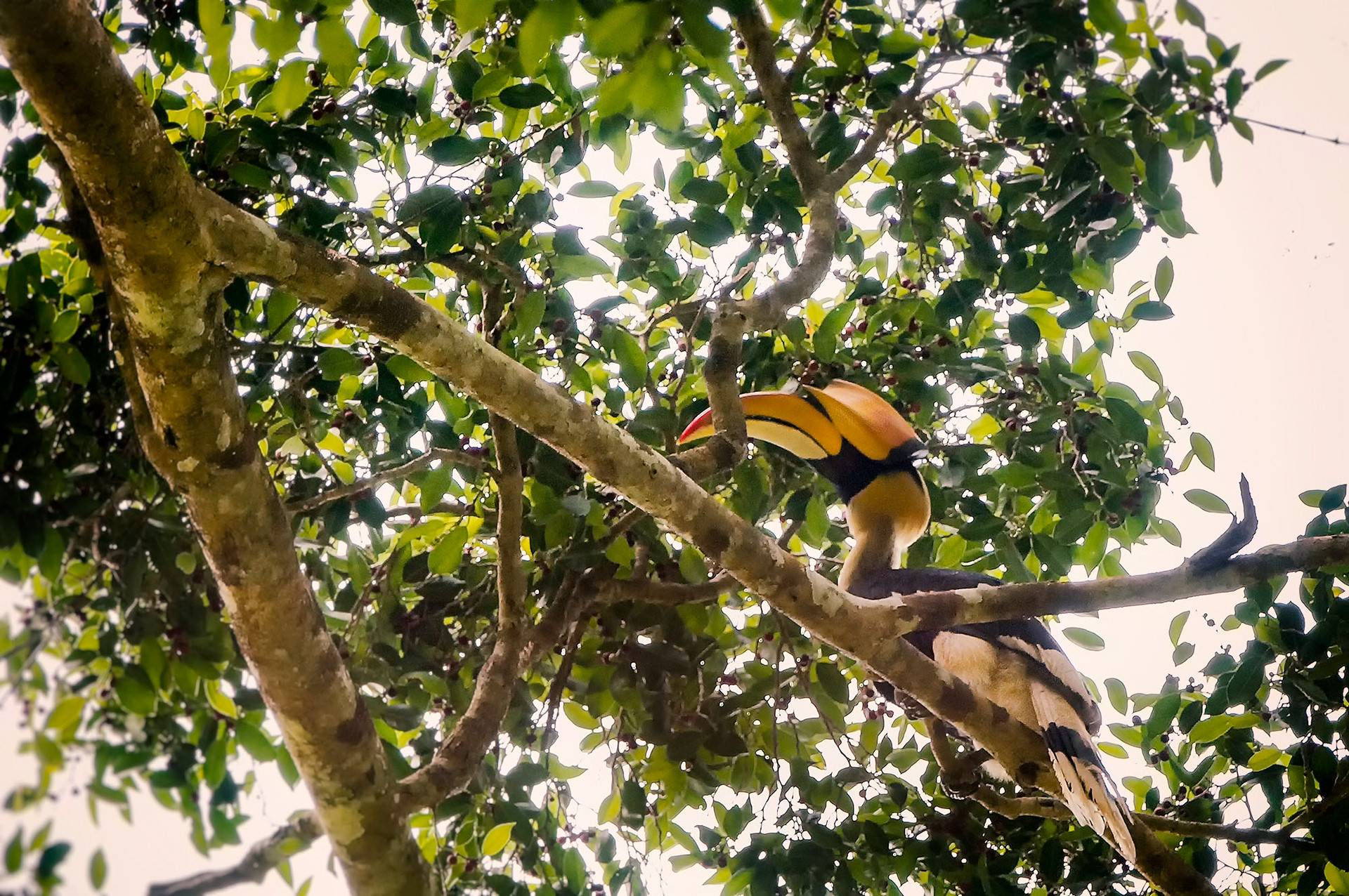Doppelhornvogel
