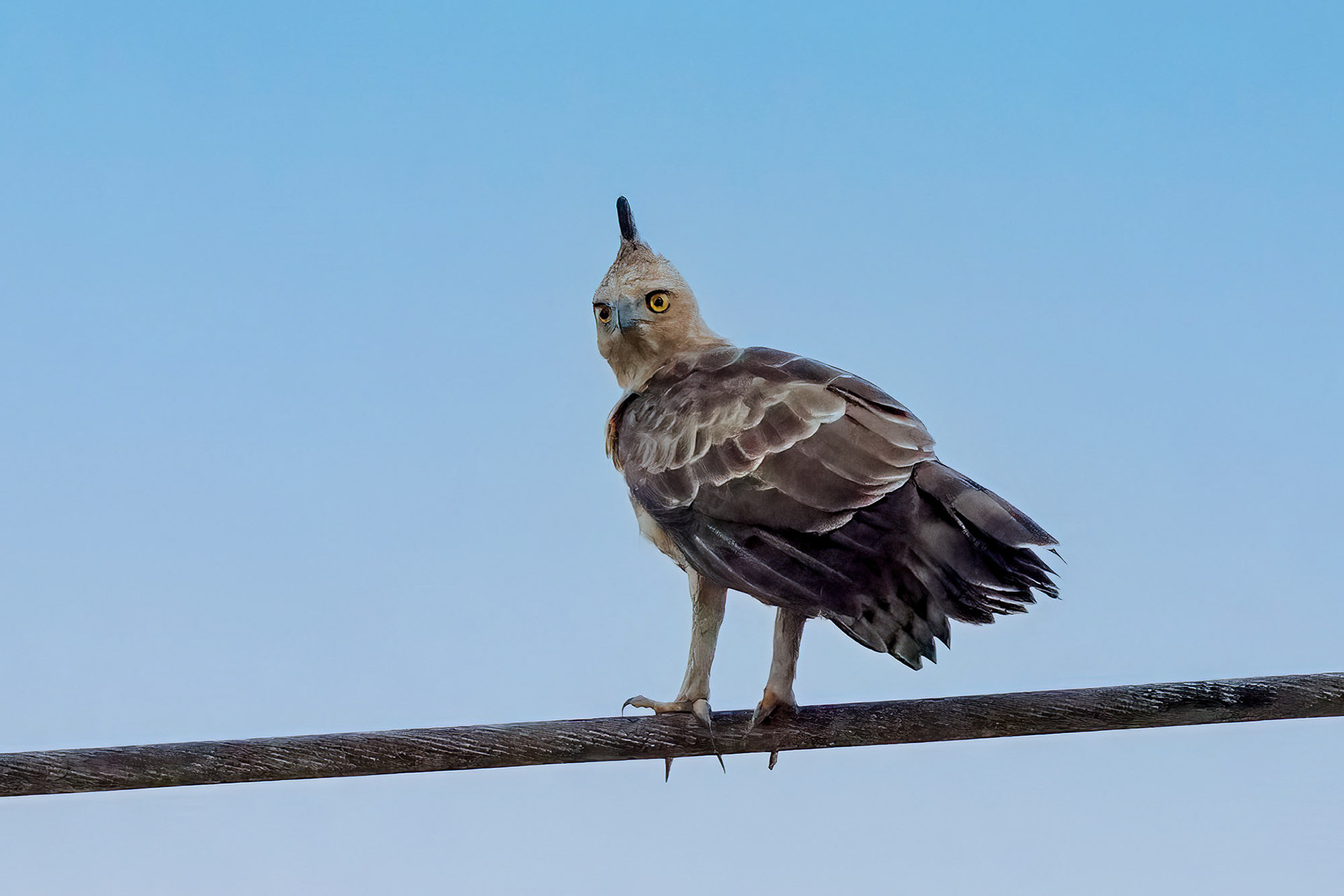 Dschungeladler