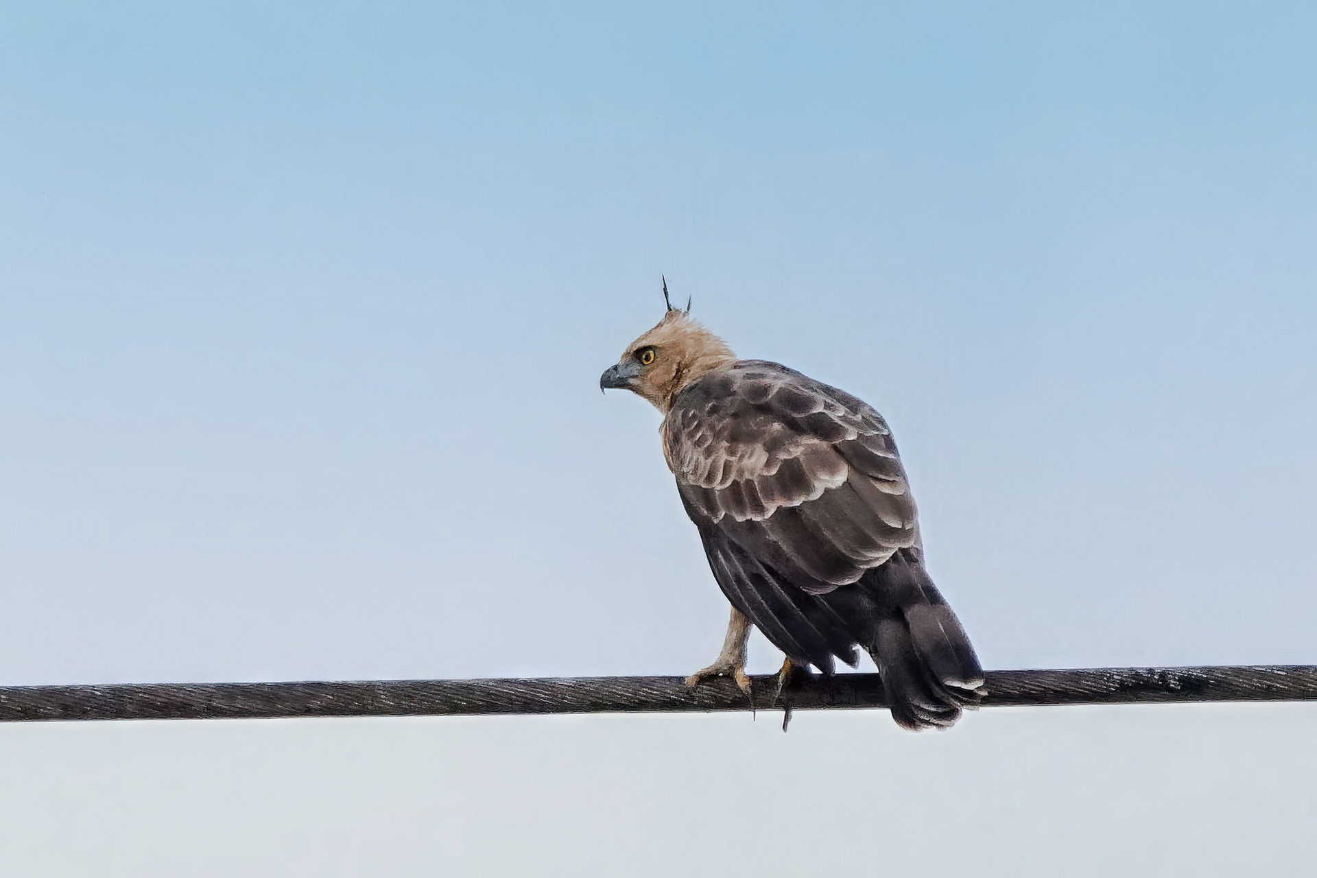 Dschungeladler