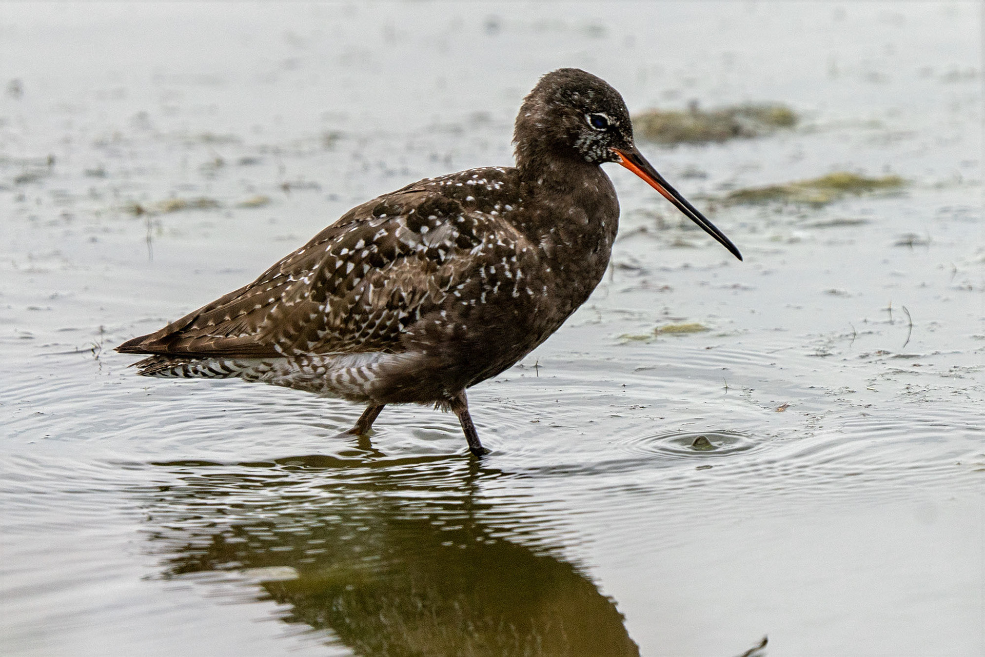 Dunkler Wasserläufer
