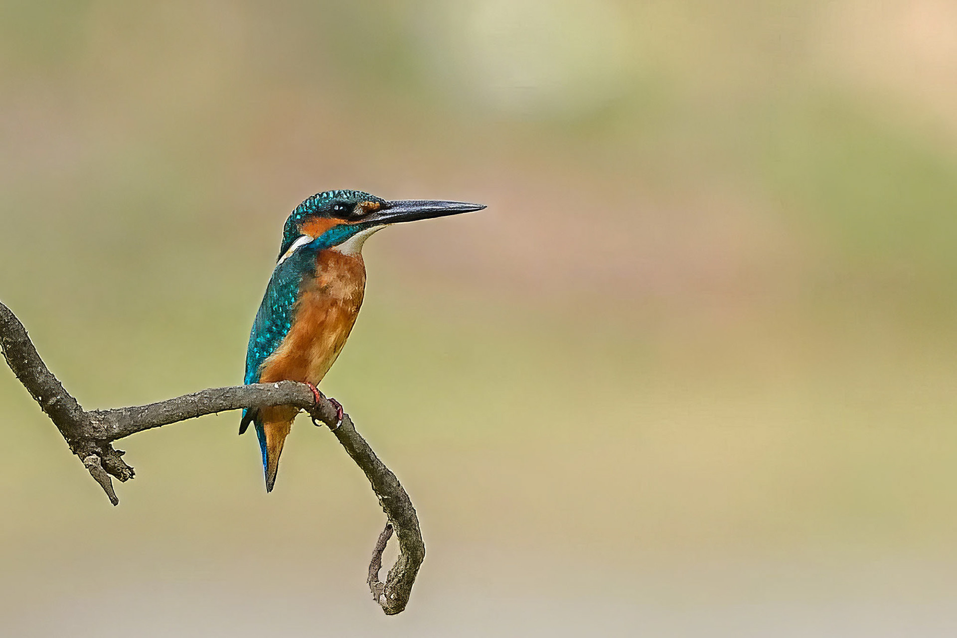 Eisvogel