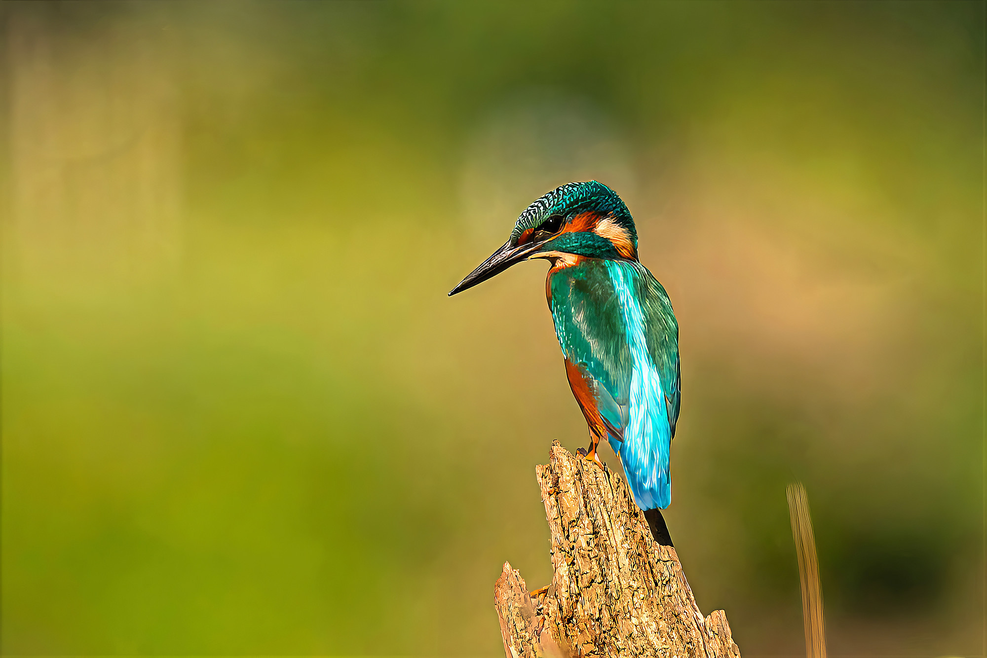 Eisvogel, Wiedehopf & Bienenfresser