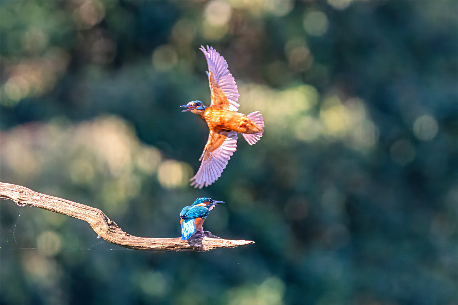 Eisvogel