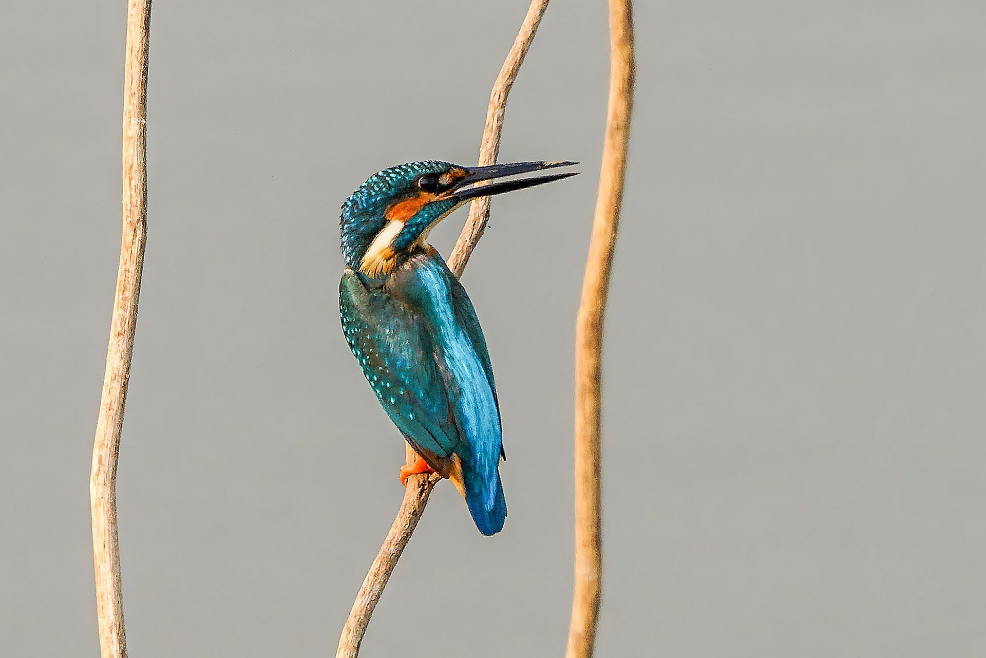 Eisvogel