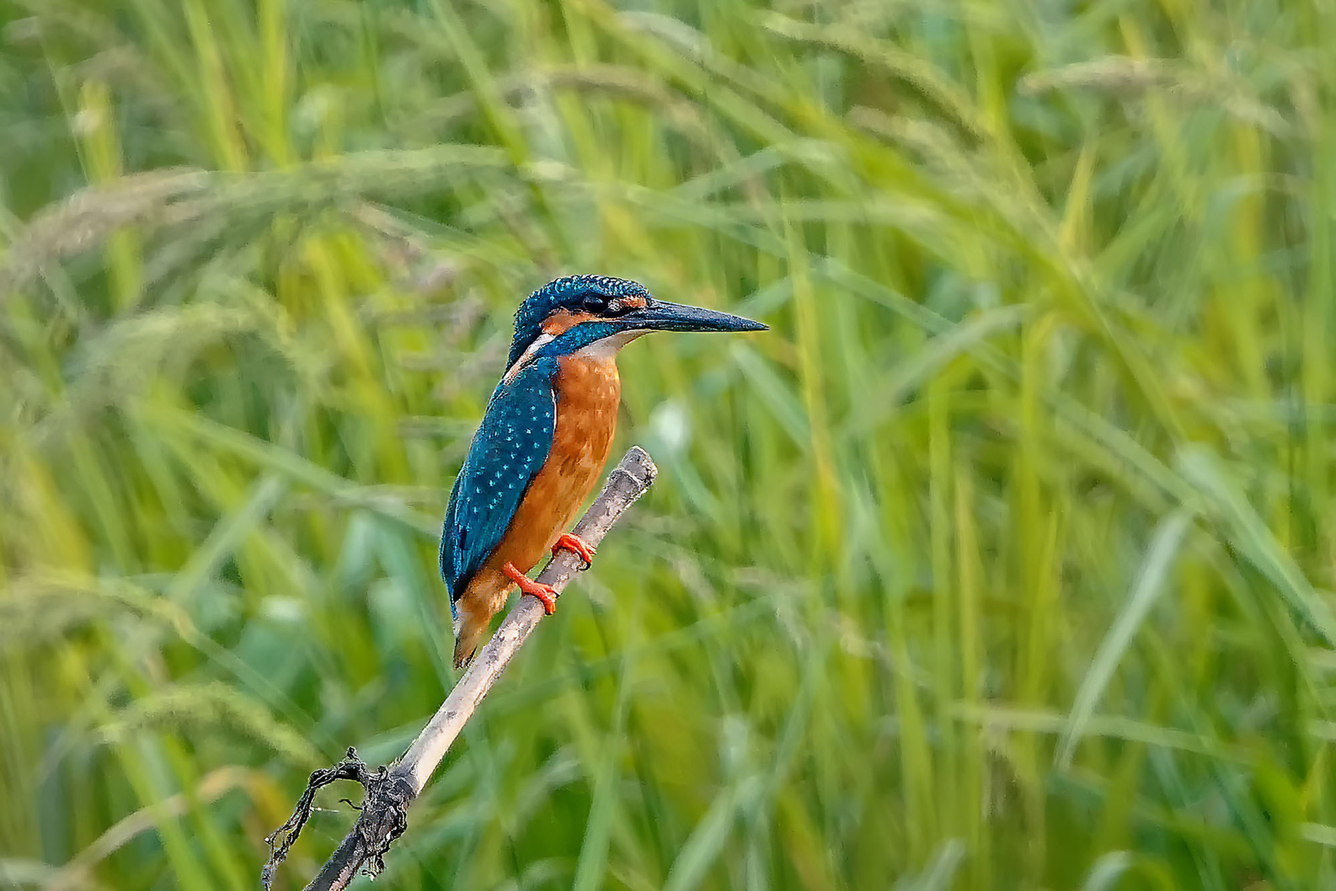 Eisvogel