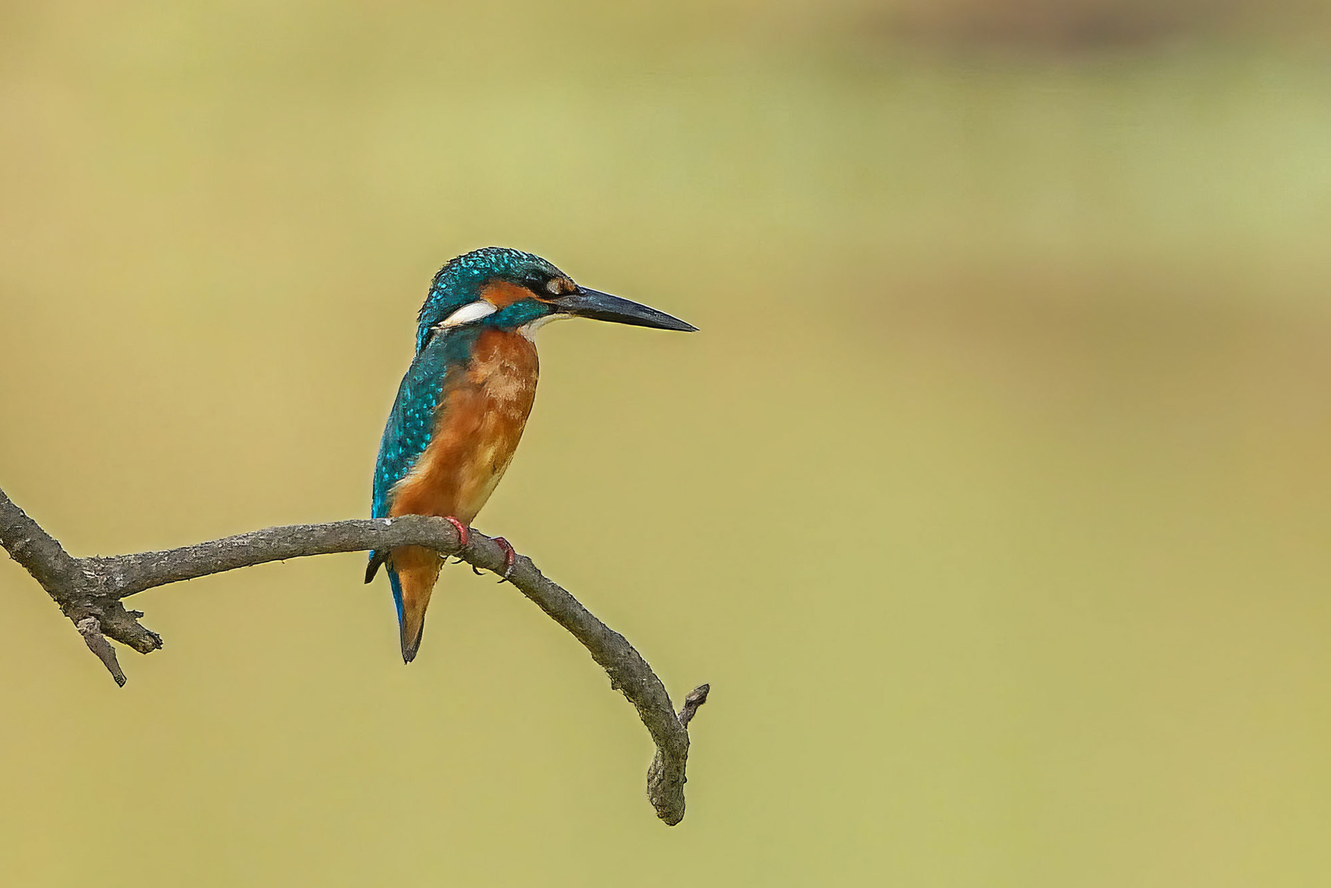 Eisvogel
