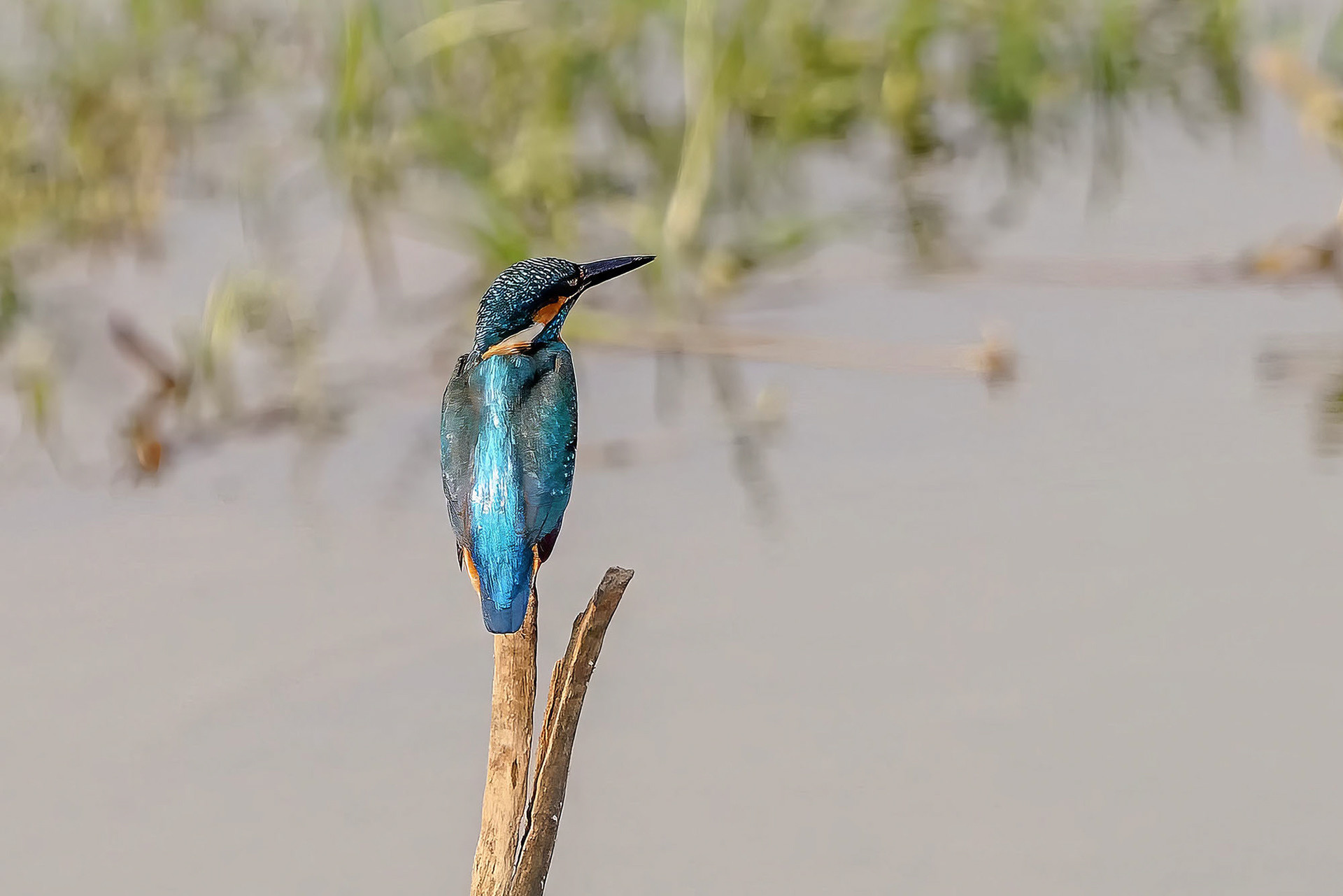 Eisvogel