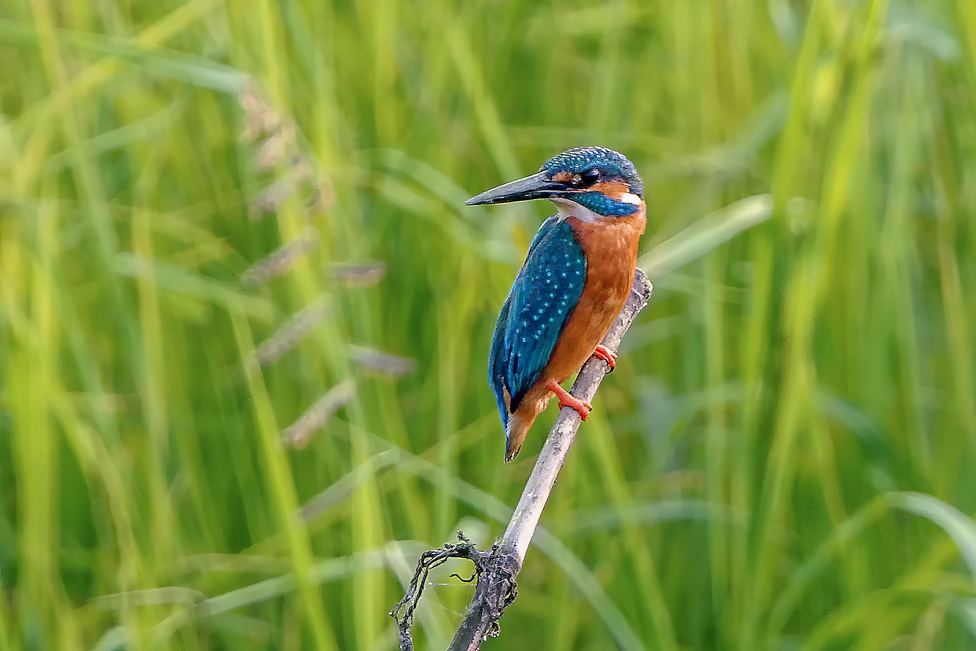 Eisvogel