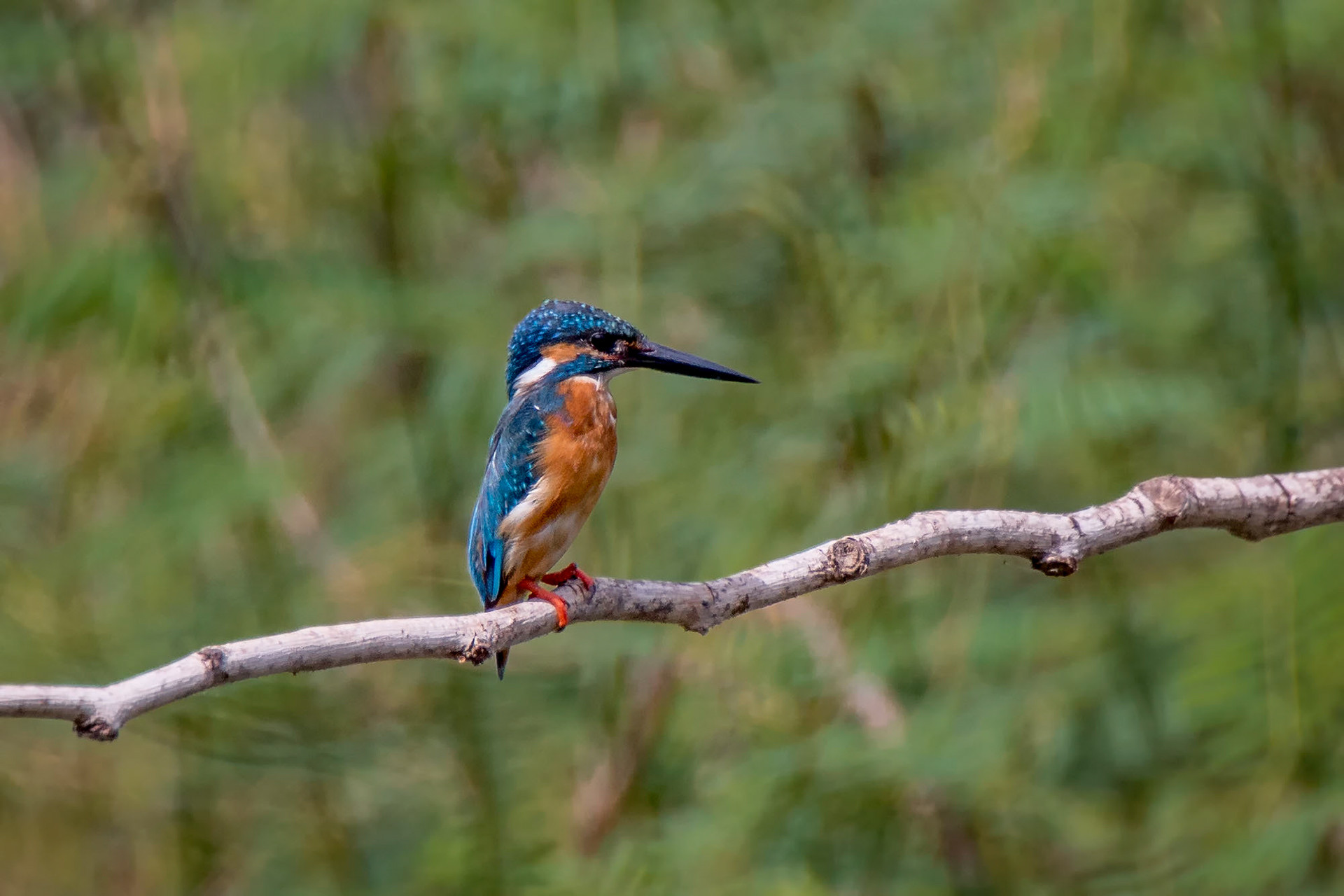 Eisvogel